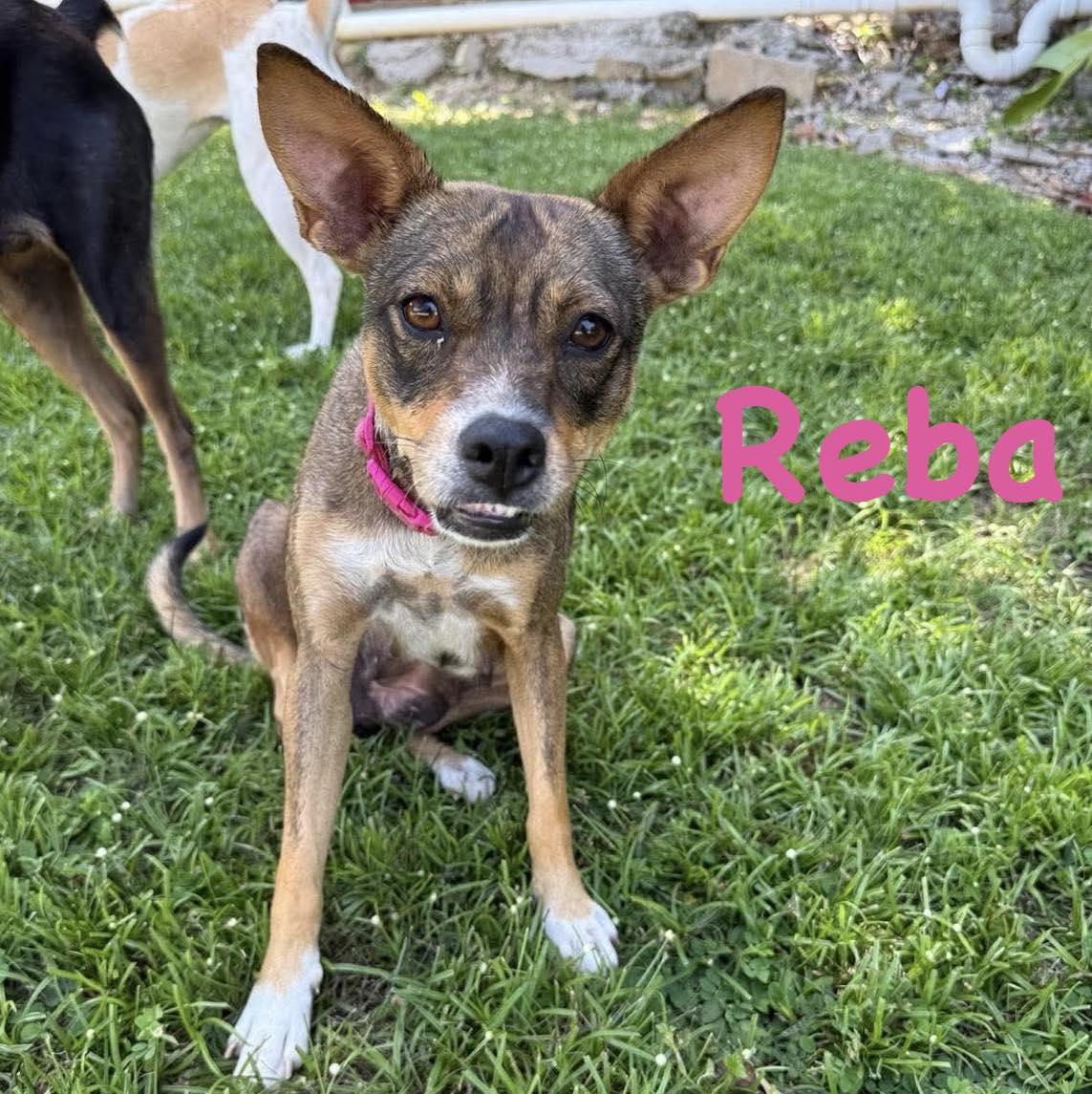 Enlarge Patsy, an adopted mixed breed in Carmel, NY image 2/2