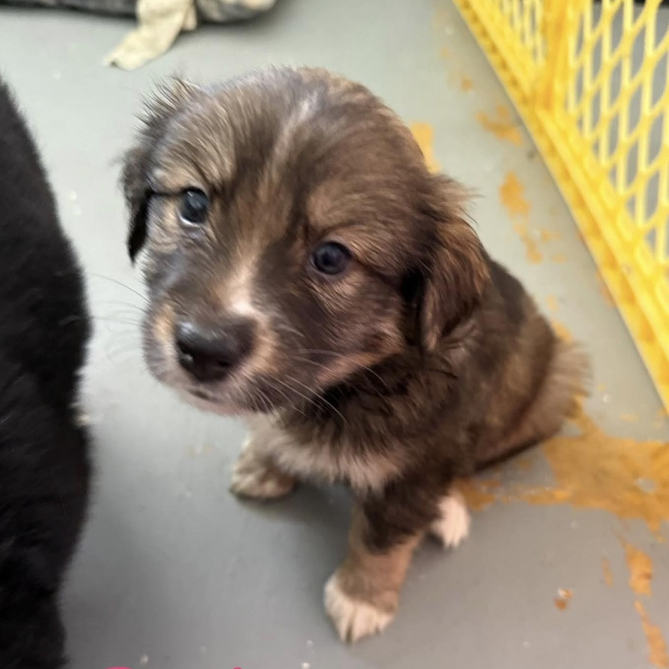 Patsy, adopted, Puppy Female Spaniel & Chihuahua.