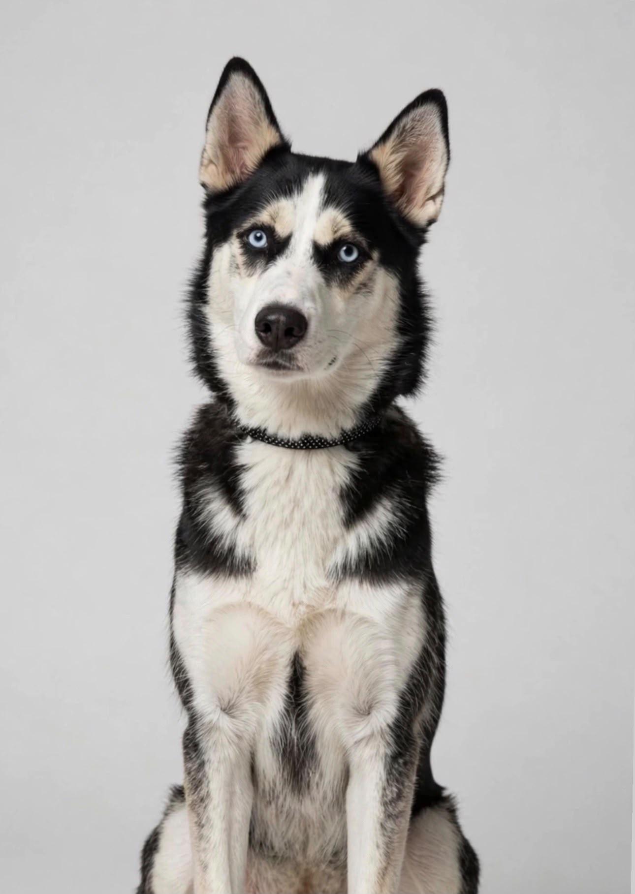 Enlarge Meadow, a Adoptable Husky in Horseheads, NY image 3/6
