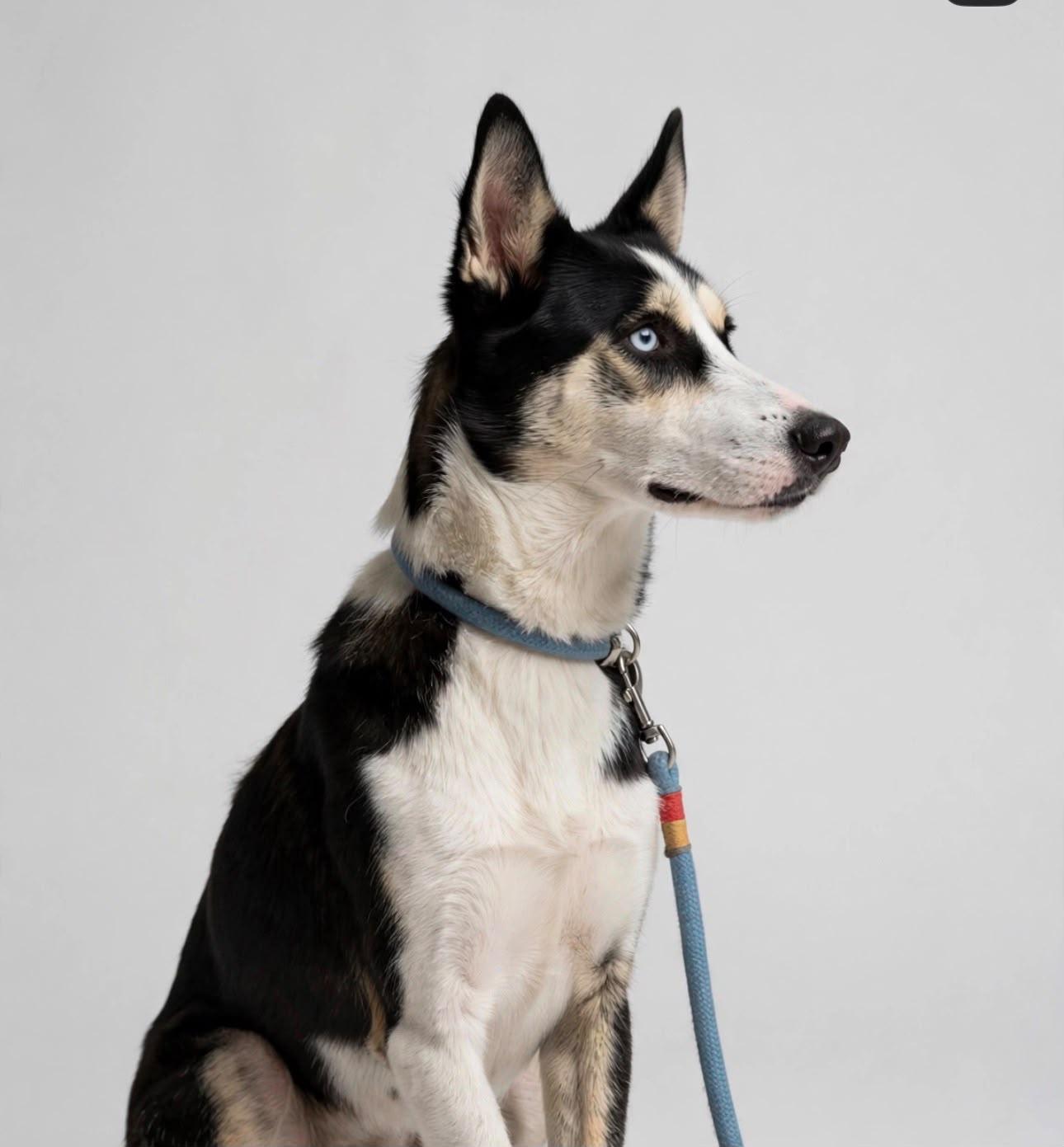 Enlarge Meadow, a Adoptable Husky in Horseheads, NY image 5/6