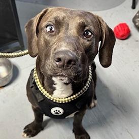 Enlarge Annie, a Adoptable Mixed Breed in Grinnell, IA image 1/1