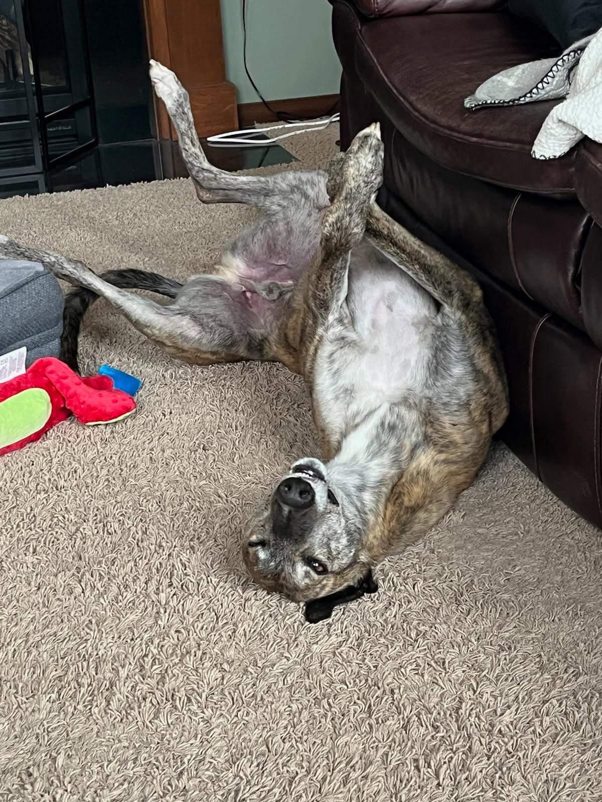 Archie, ADOPTABLE, Adult Male Greyhound.