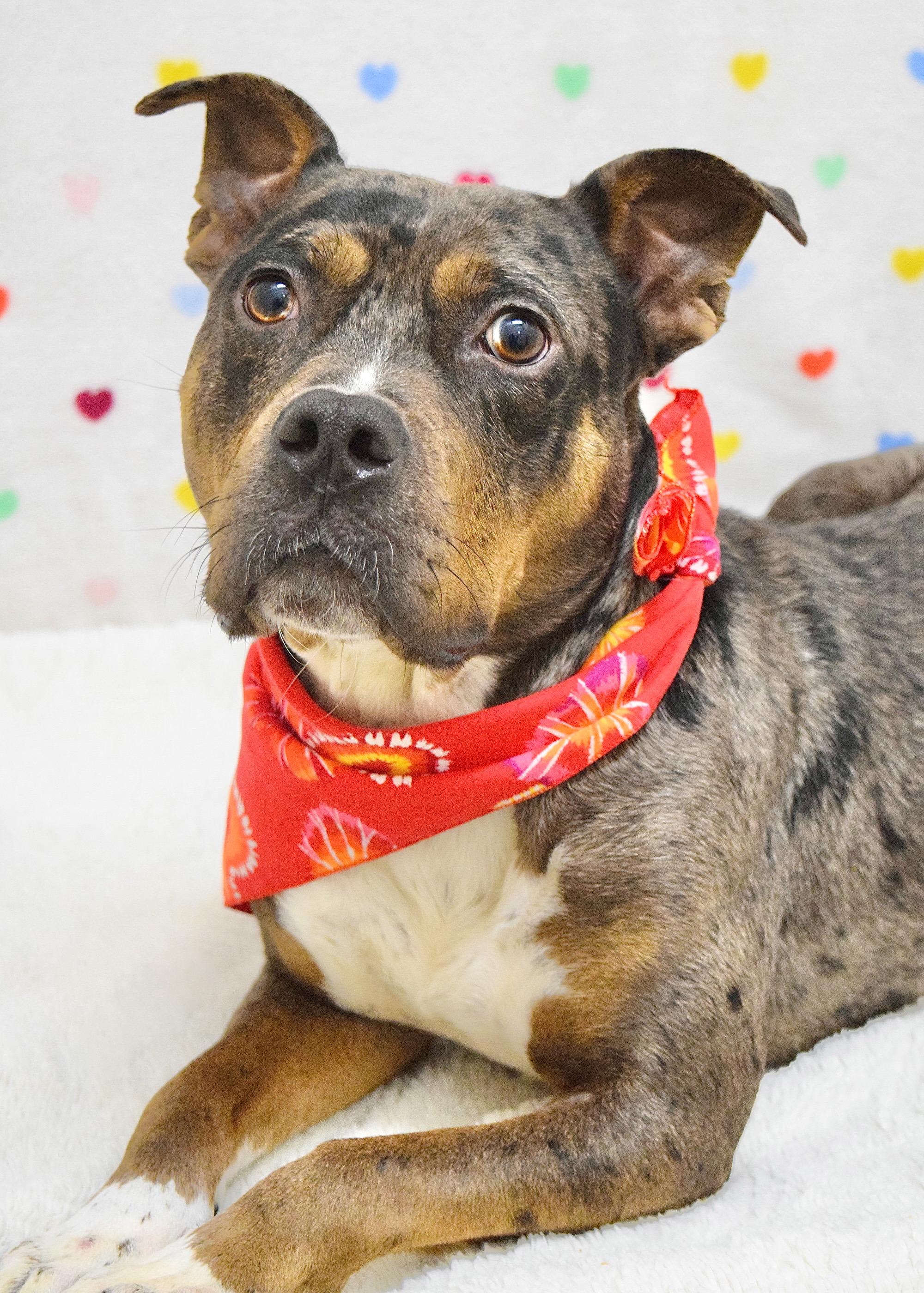 Enlarge Sango, a ADOPTABLE Pit Bull Terrier in Dublin, CA image 2/6