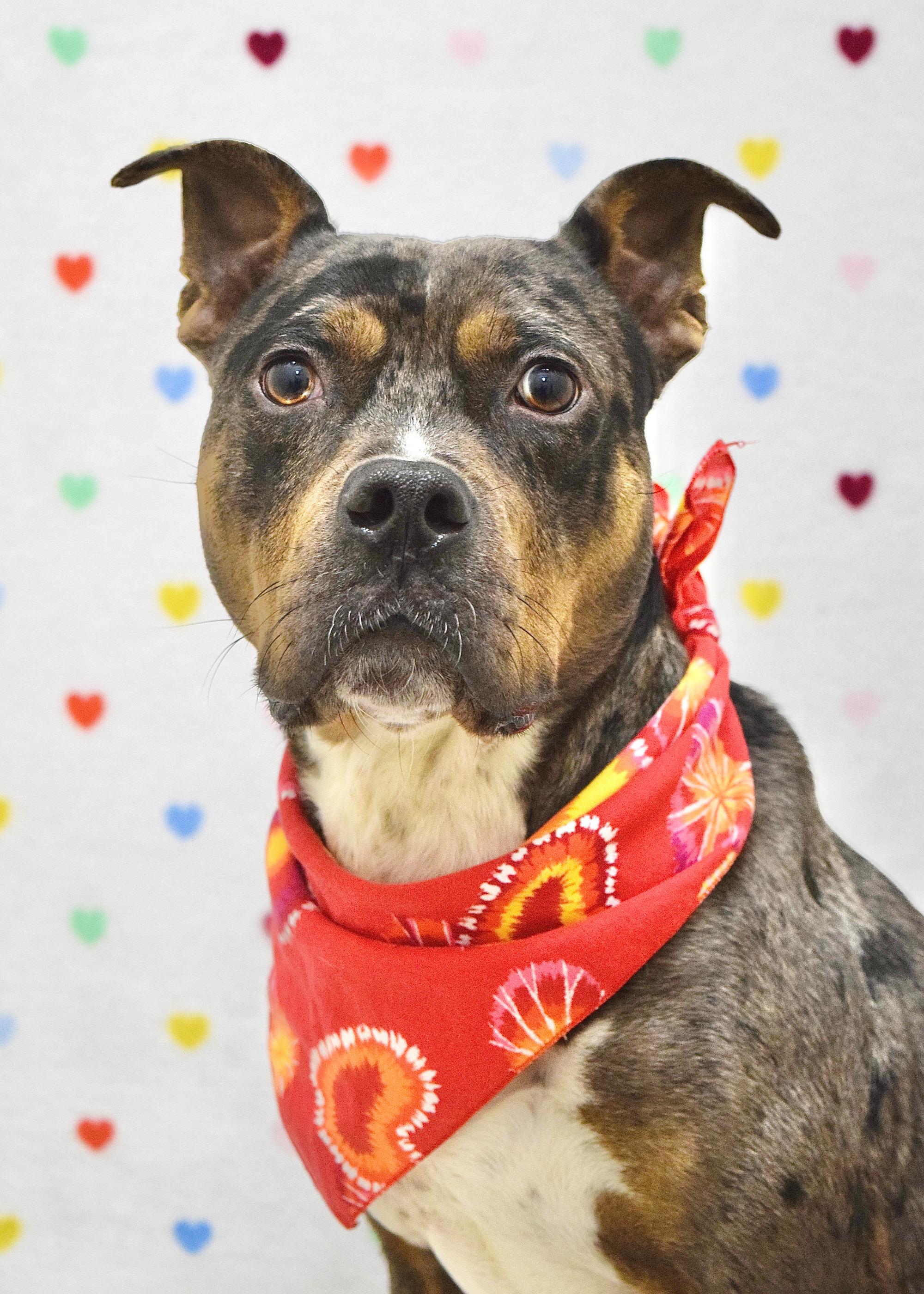 Enlarge Sango, a ADOPTABLE Pit Bull Terrier in Dublin, CA image 1/6