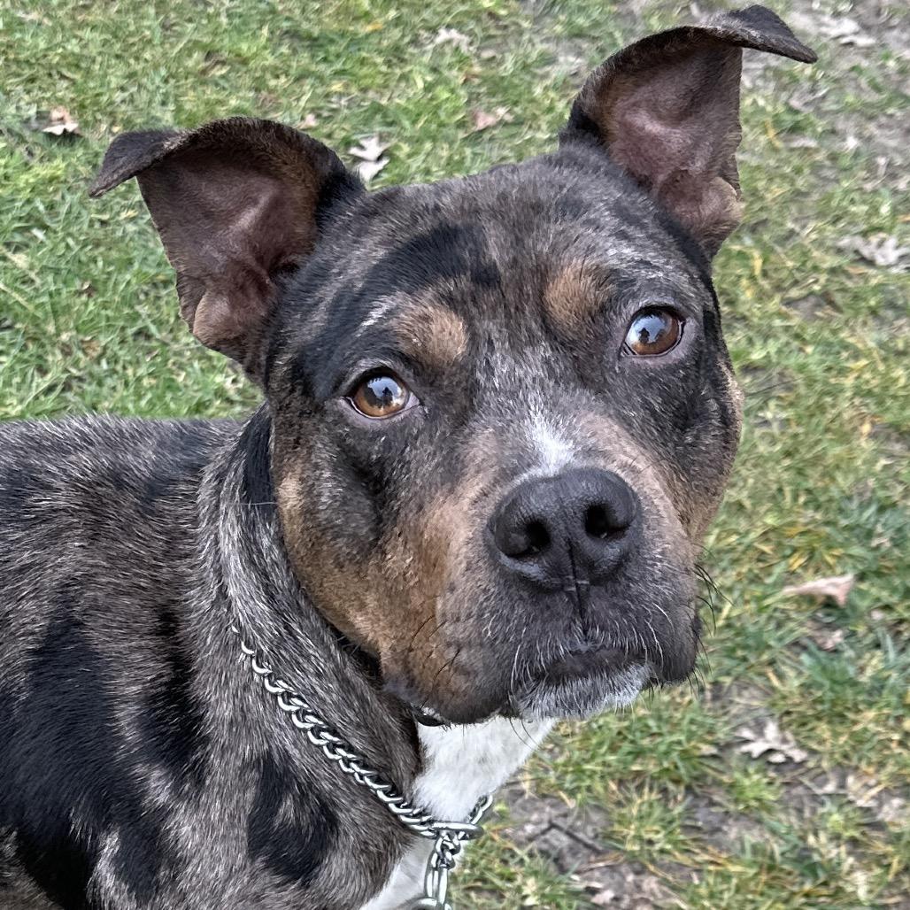 Enlarge Sango, a ADOPTABLE Pit Bull Terrier in Dublin, CA image 3/6