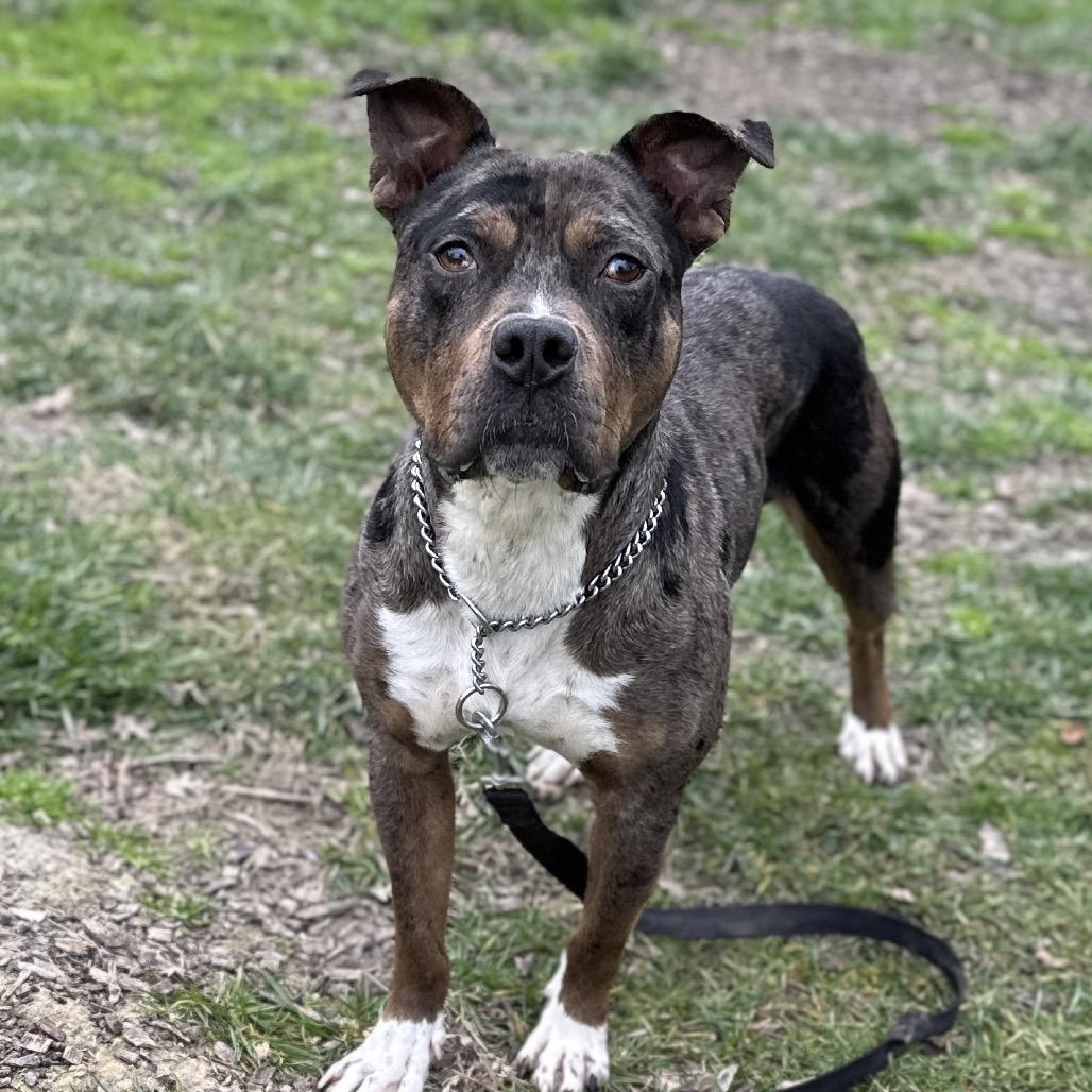 Enlarge Sango, a ADOPTABLE Pit Bull Terrier in Dublin, CA image 6/6