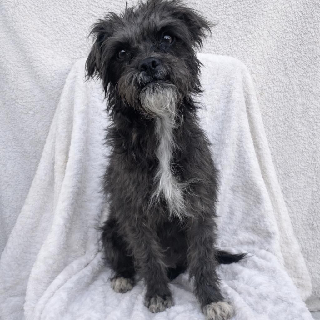 Tula, Adoptable, Young Female Poodle & Pug.