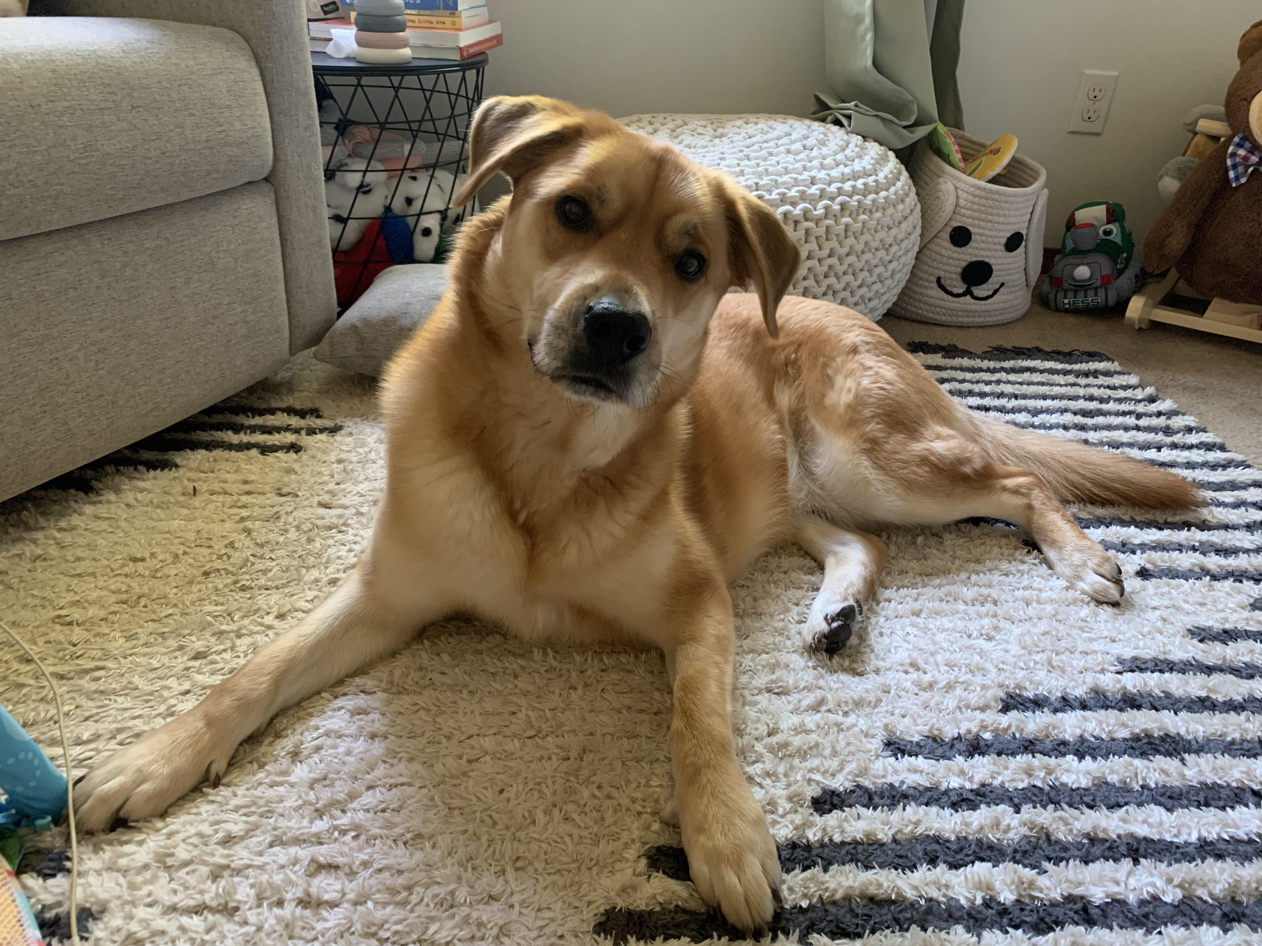 Cooper, a Adoptable mixed breed in Snoqualmie, WA image 1/4