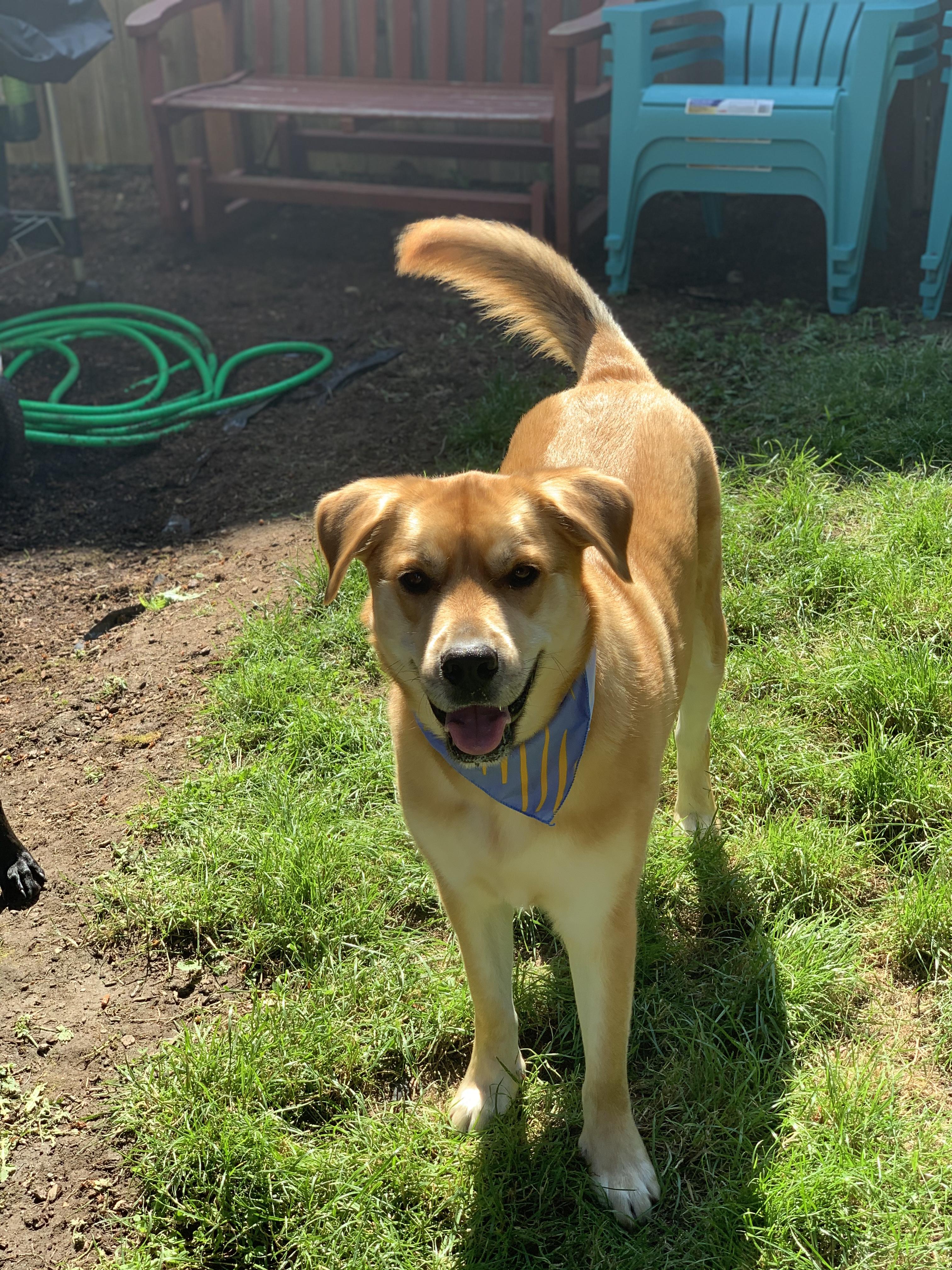 Cooper, a Adoptable mixed breed in Snoqualmie, WA image 2/4