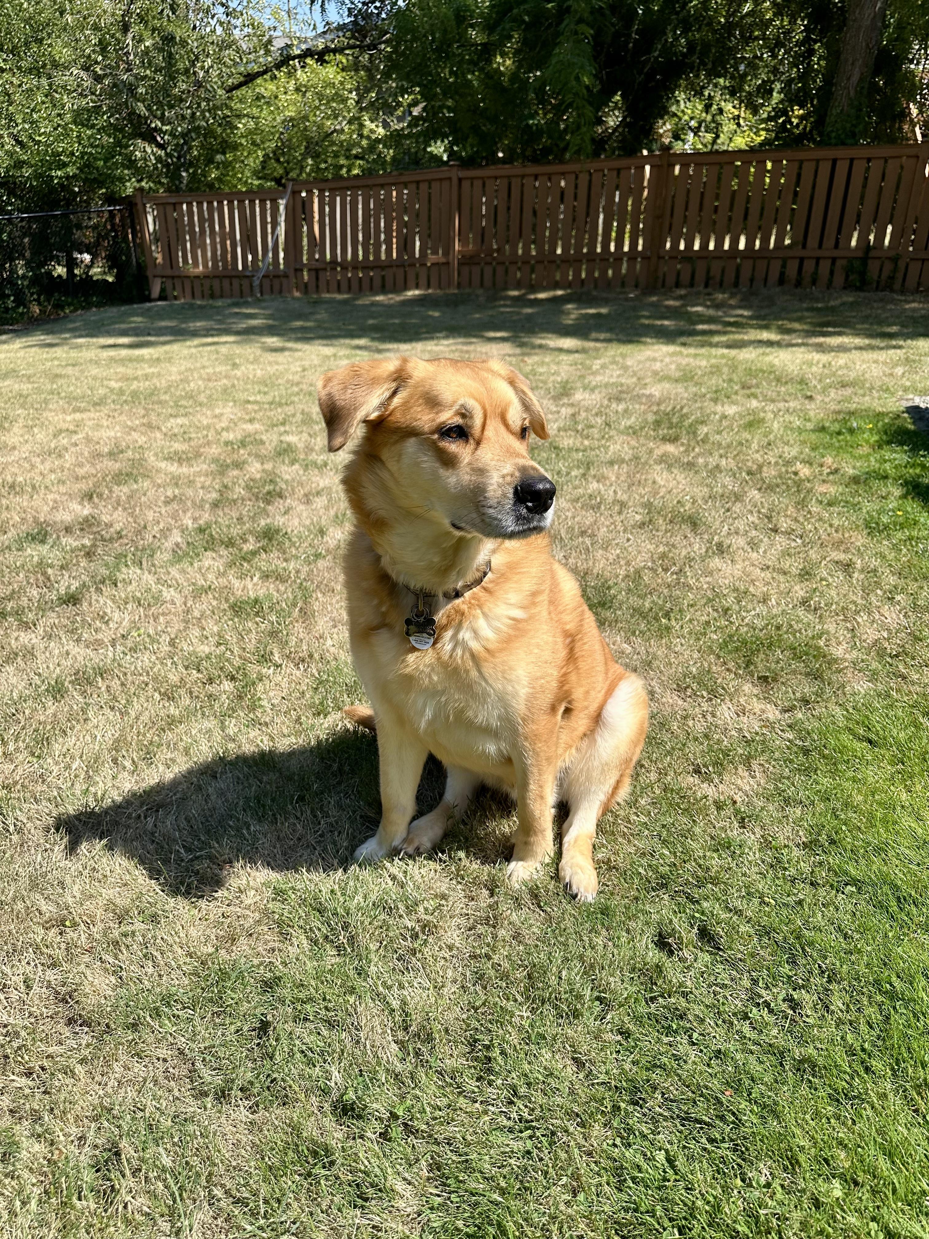 Cooper, adopted, Adult Male Labrador Retriever & Husky.