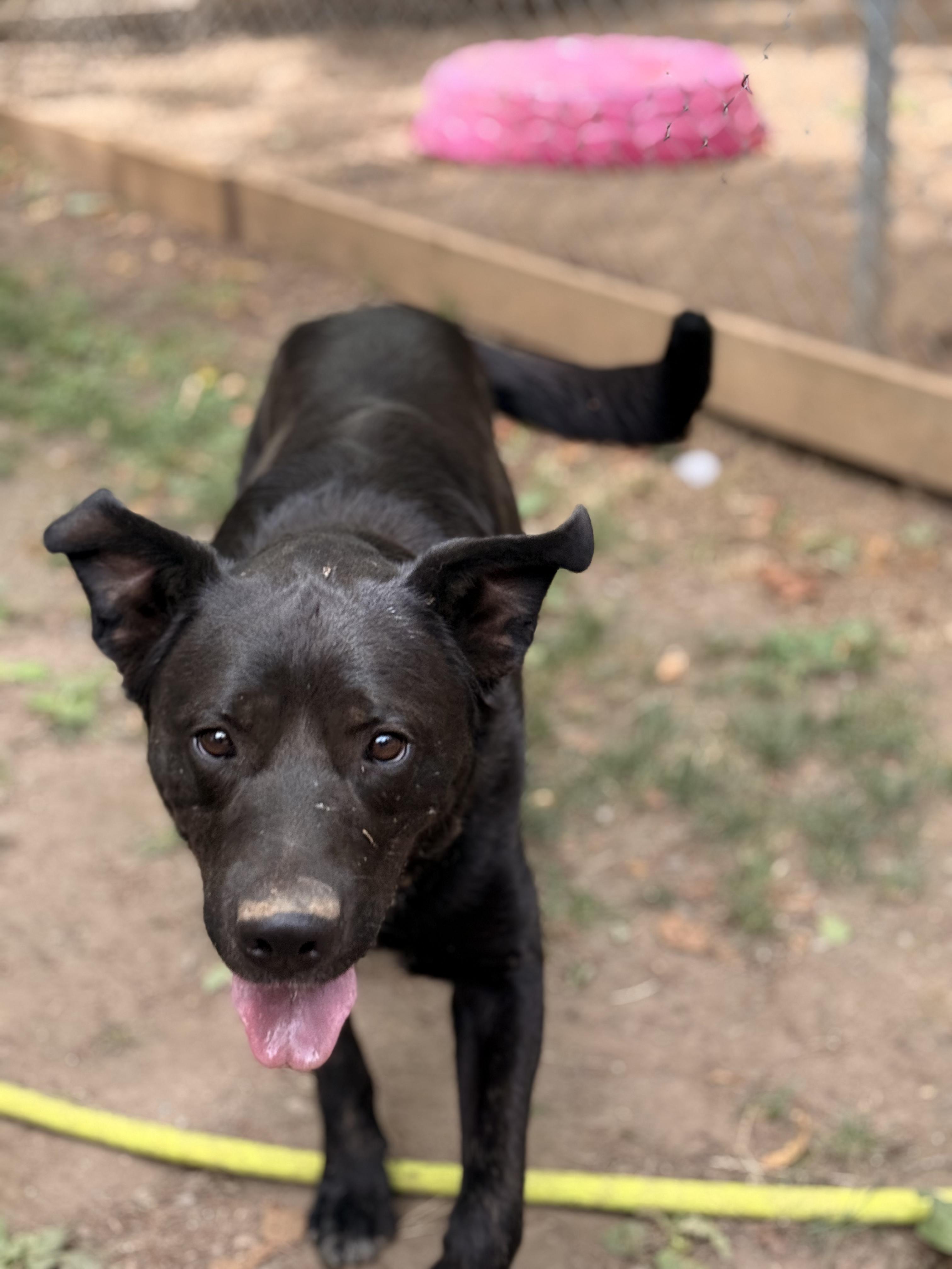 Taz, a Adoptable mixed breed in Addison, ON image 6/6
