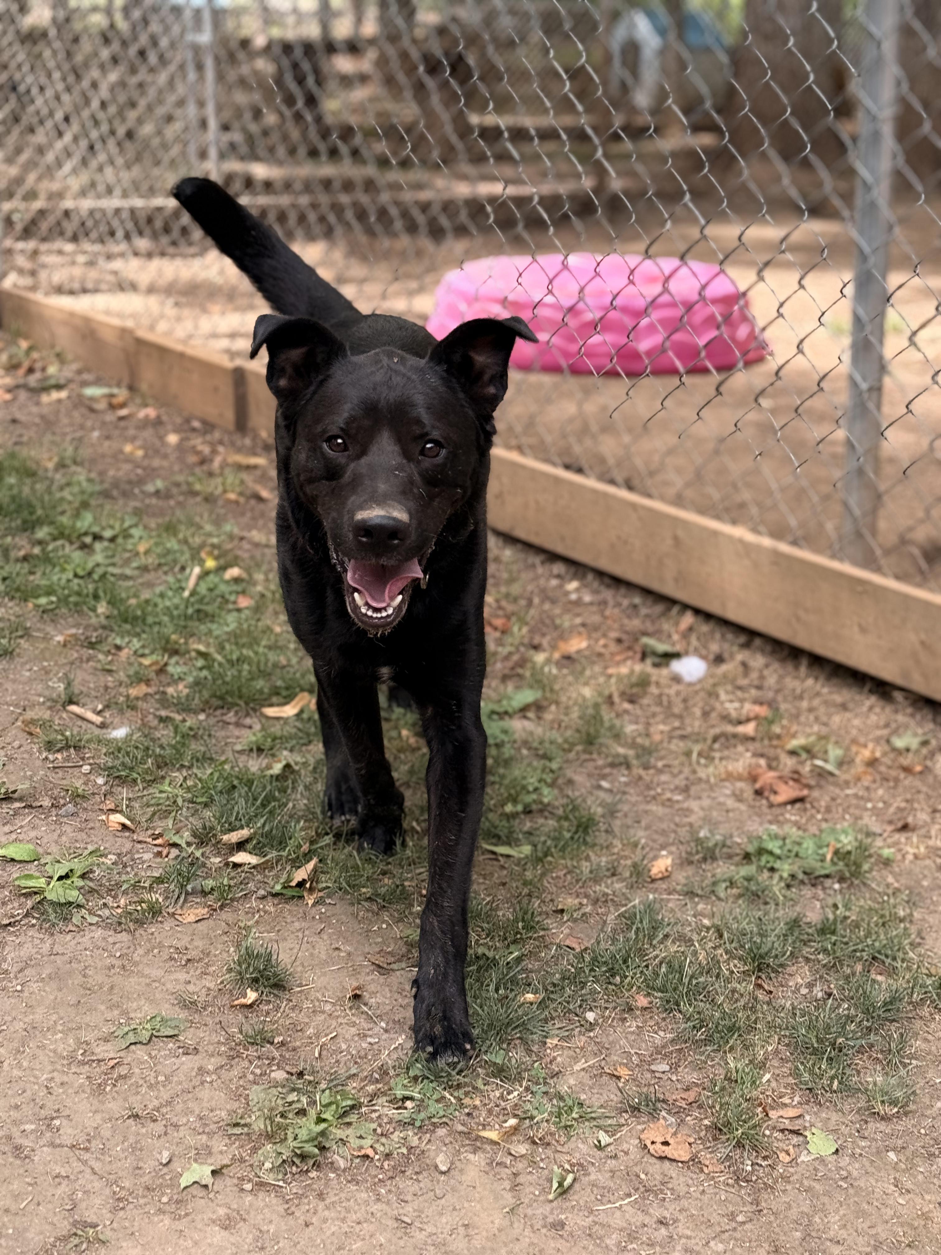 Taz, an adoptable Black Labrador Retriever in Addison, ON, K0E 1A0 | Photo Image 3