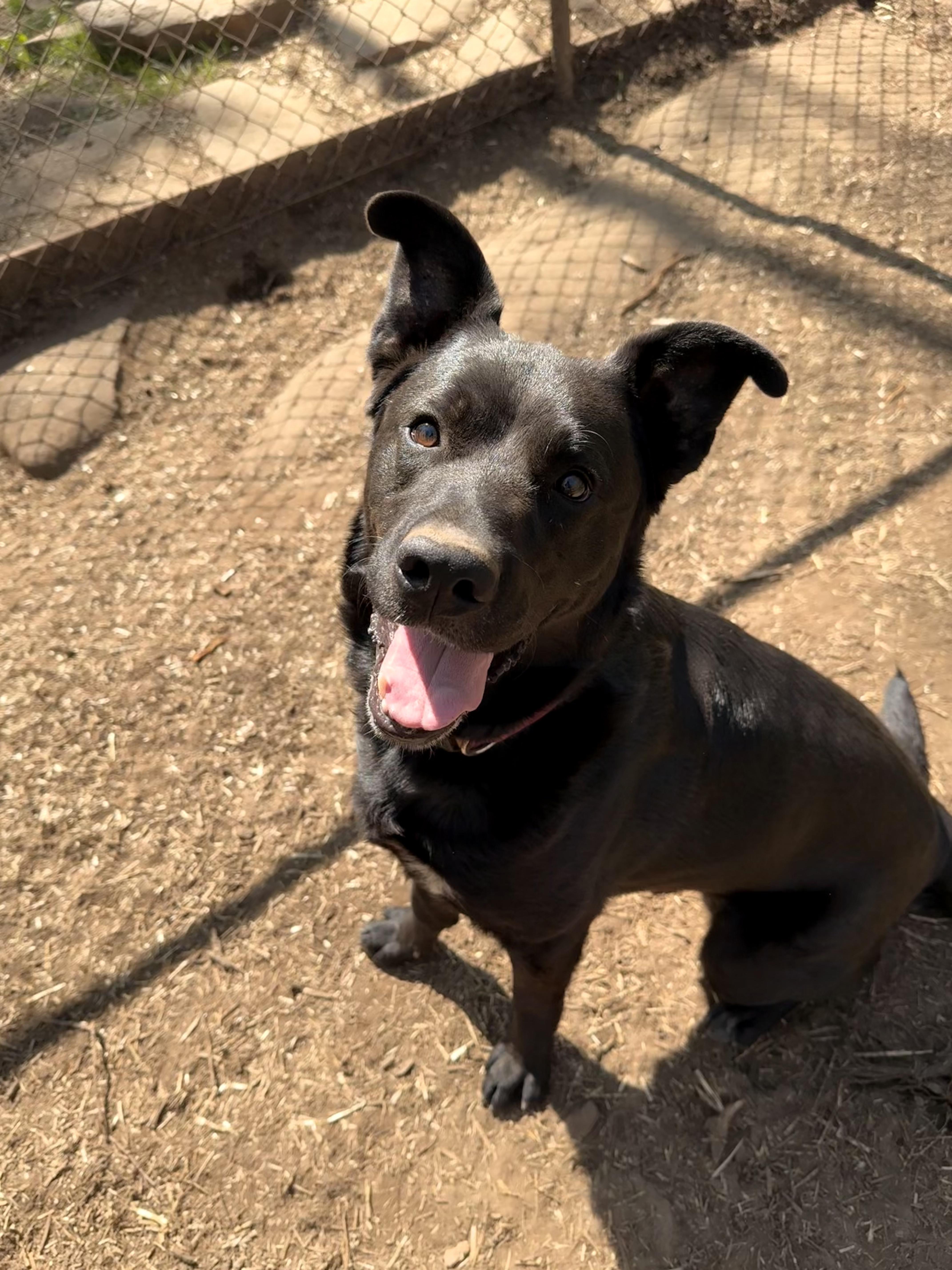 Taz, an adoptable Black Labrador Retriever in Addison, ON, K0E 1A0 | Photo Image 4