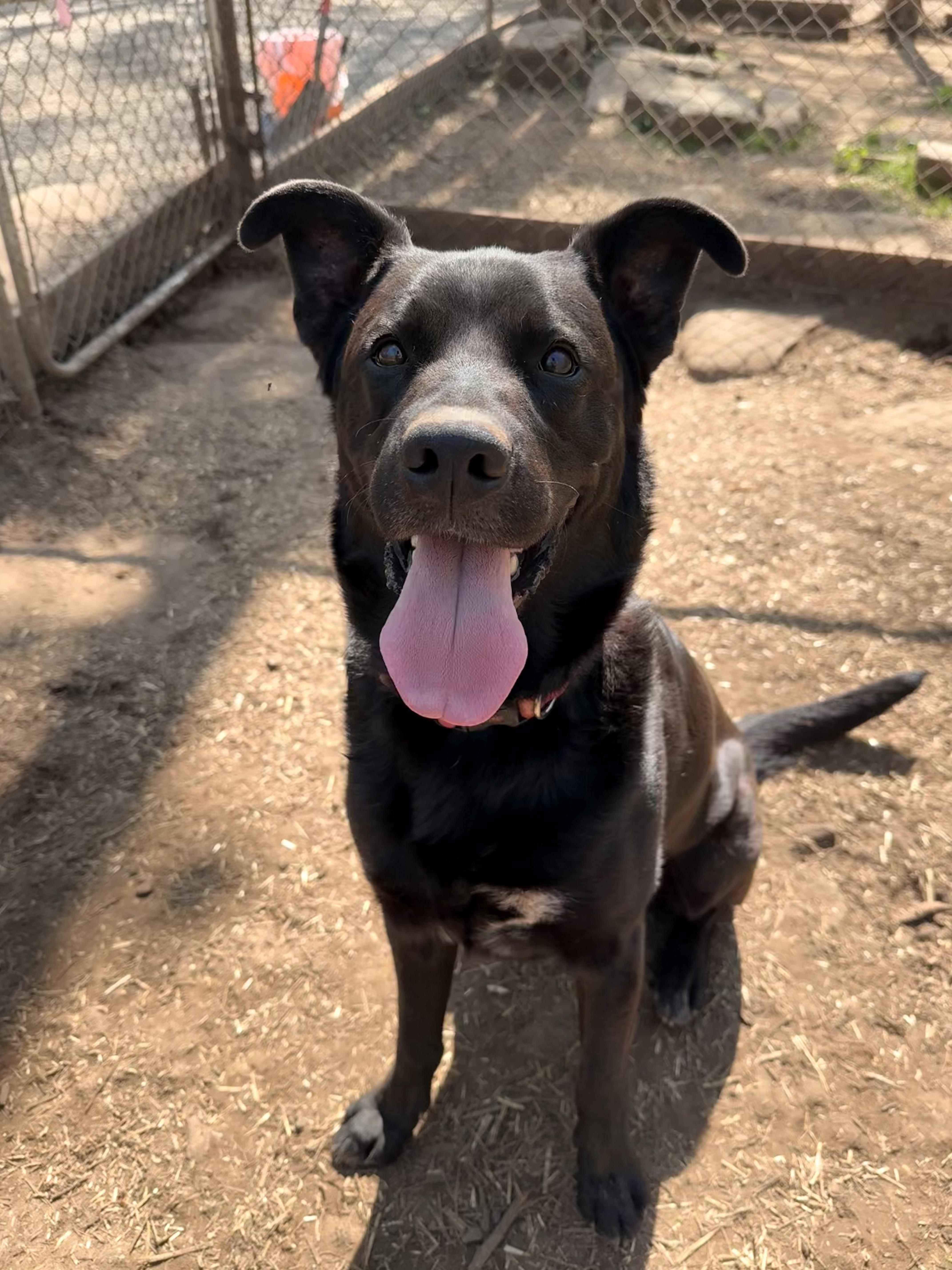 Taz, Adoptable, Young Male Black Labrador Retriever.