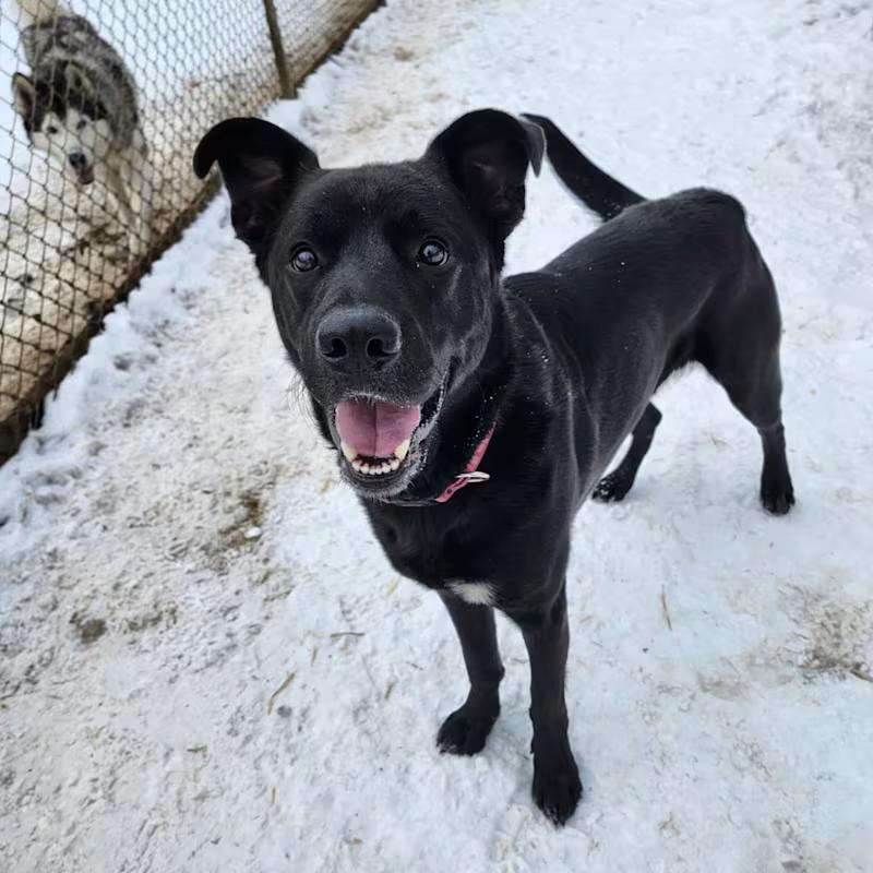 Taz, an adoptable Black Labrador Retriever in Addison, ON, K0E 1A0 | Photo Image 2