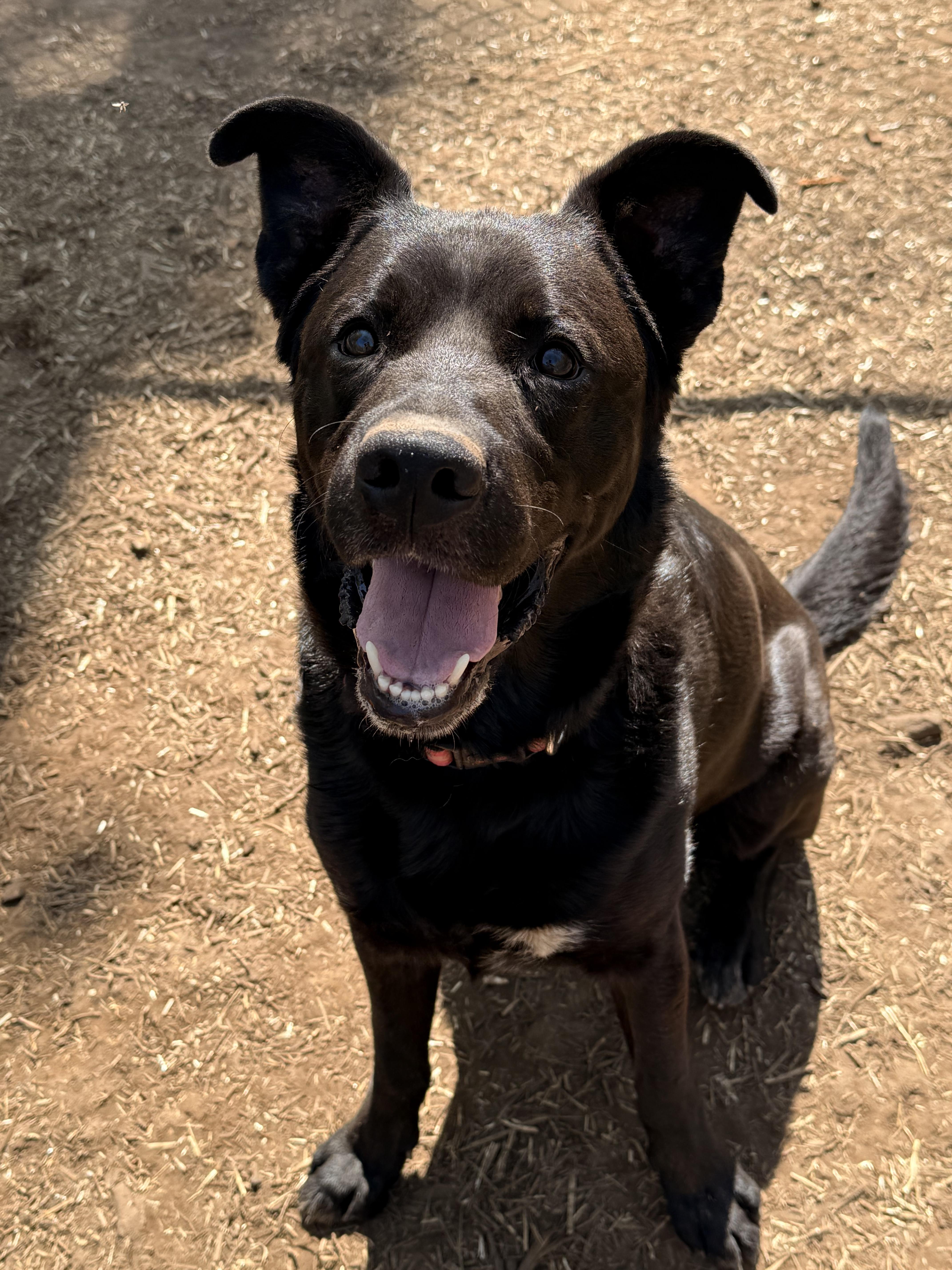 Taz, an adoptable Black Labrador Retriever in Addison, ON, K0E 1A0 | Photo Image 5