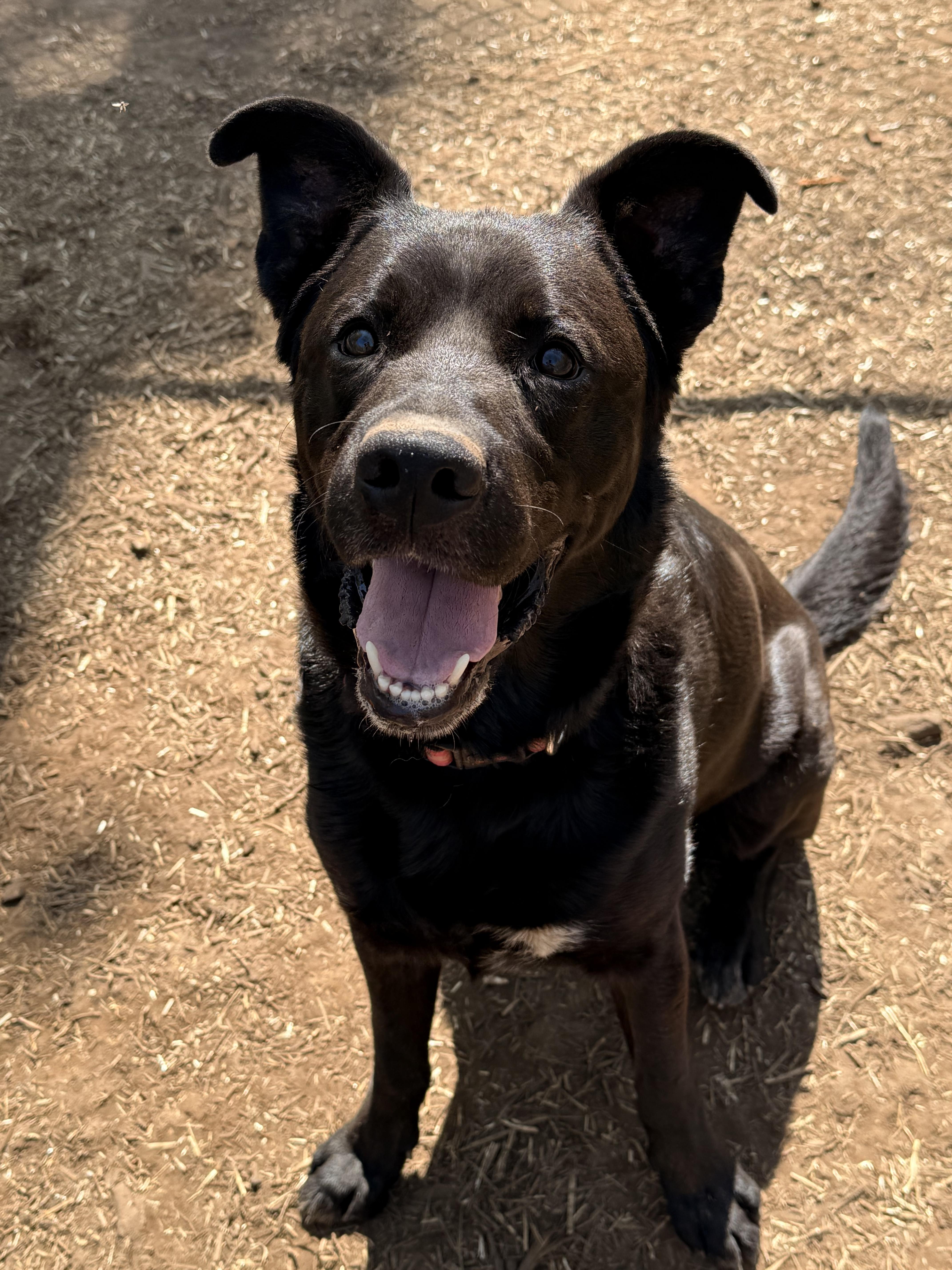 Taz, Young Male Black Labrador Retriever