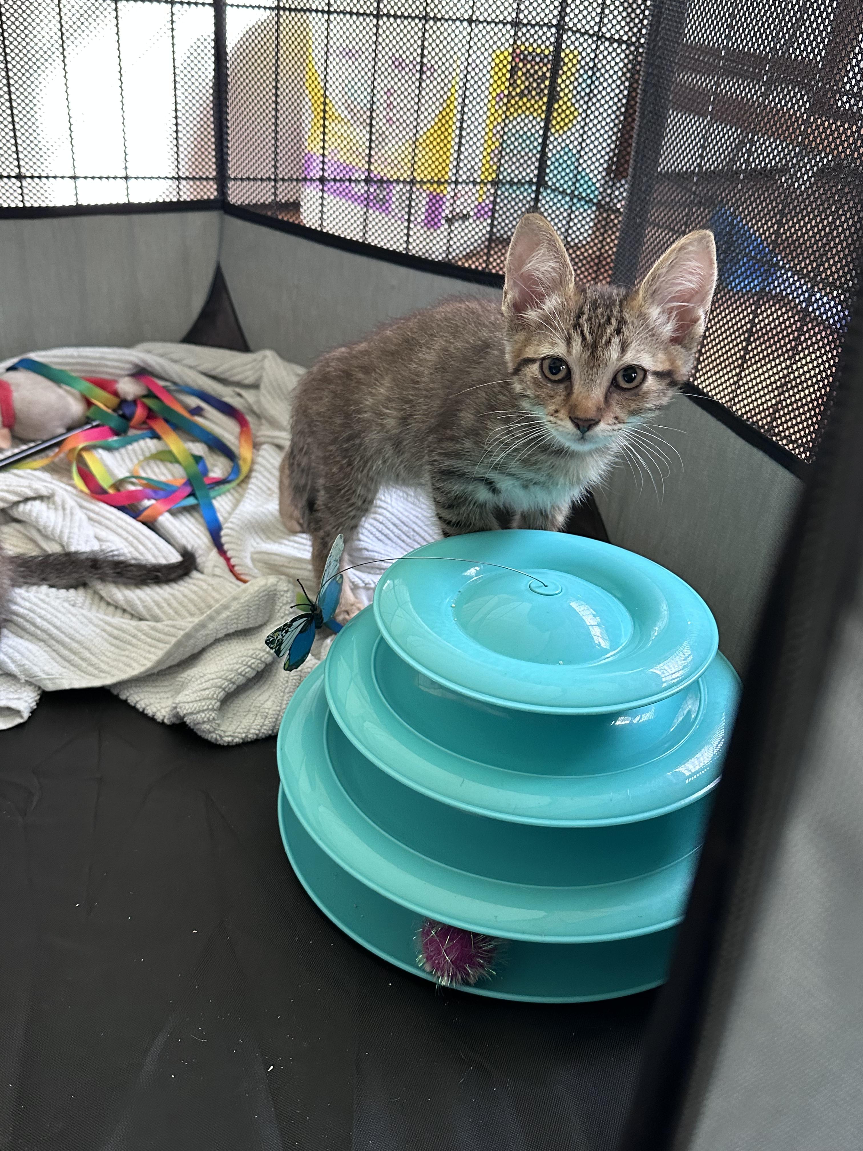 Eddie, a ADOPTABLE Domestic Short Hair in Honolulu, HI image 2/5