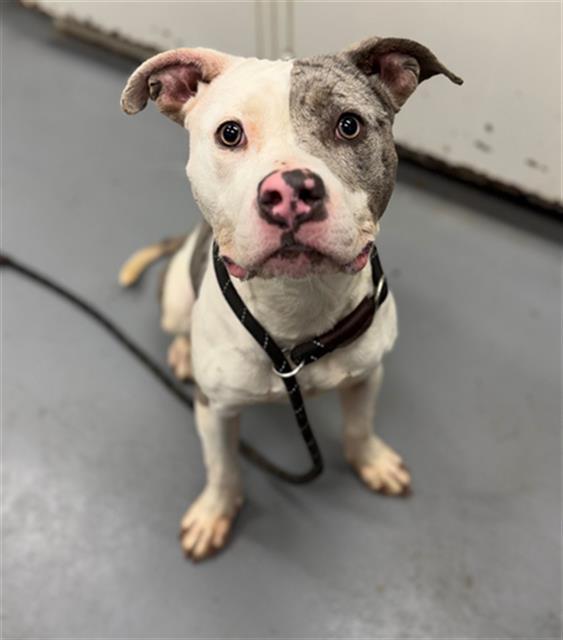 Enlarge PLAID, a Adoptable Pit Bull Terrier in Peoria, IL image 1/1
