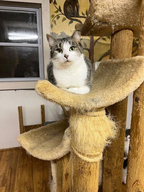 Enlarge Tiki, a Adoptable Domestic Short Hair in Trexlertown, PA image 1/3