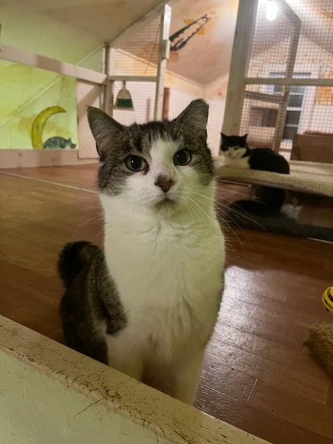 Enlarge Tiki, a Adoptable Domestic Short Hair in Trexlertown, PA image 2/3