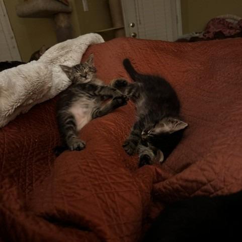 Vespolina, a Adoptable Domestic Medium Hair in Prosper, TX image 1/2