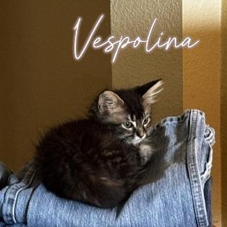 Vespolina, a Adoptable Domestic Medium Hair in Prosper, TX image 2/2