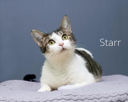 Starr, Adoptable, Adult Female Domestic Short Hair & Domestic Short Hair.