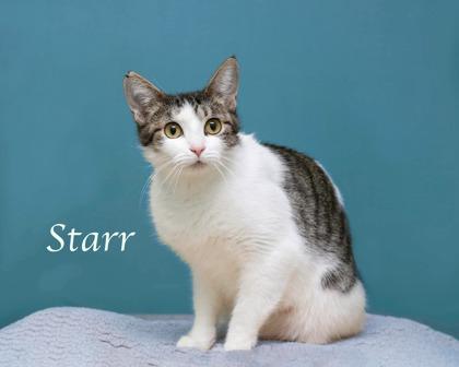 Enlarge Starr, a Adoptable mixed breed in Parma, OH image 2/2