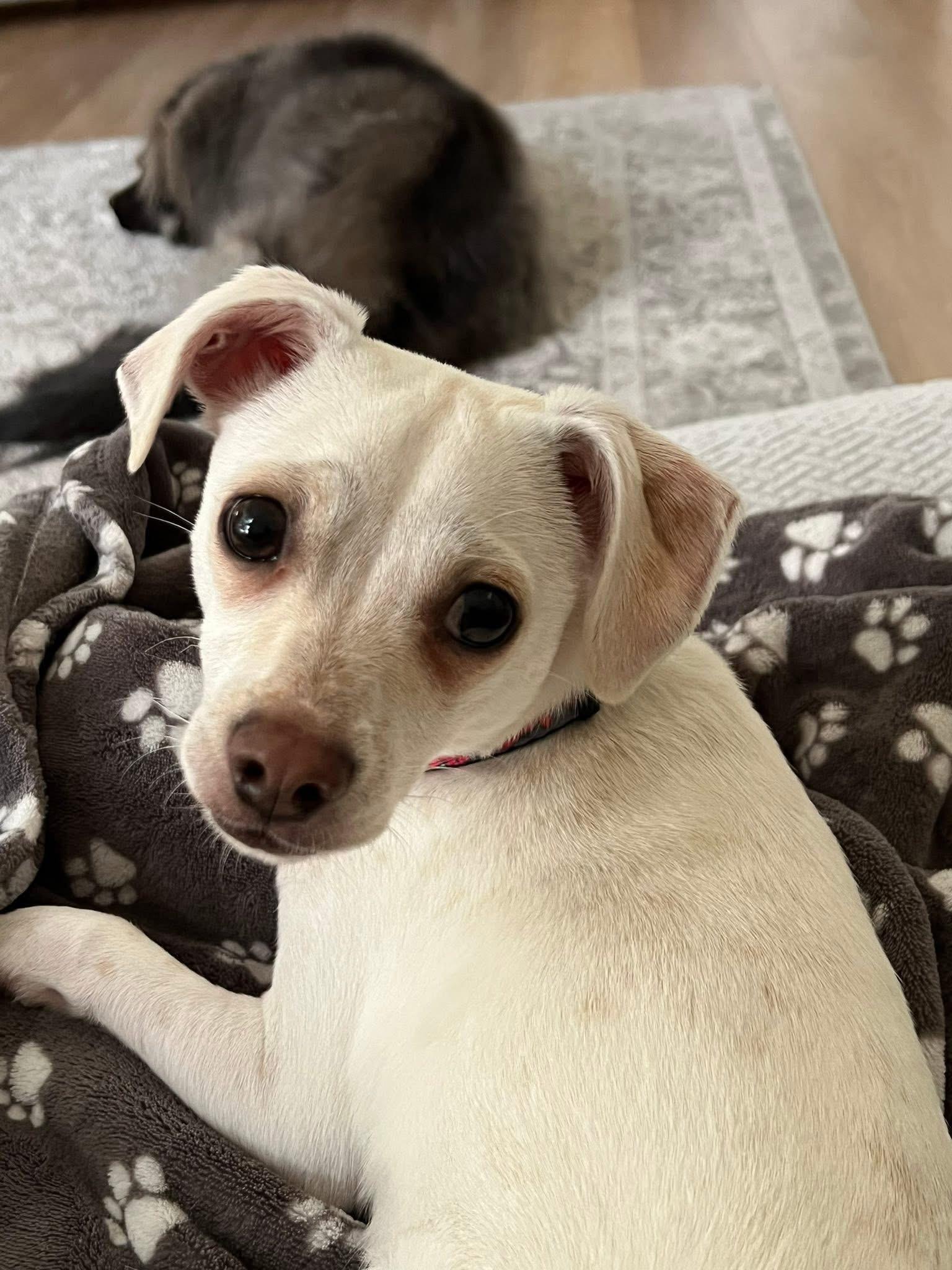 Private, Adoptable, Young Male Chihuahua & Dachshund.