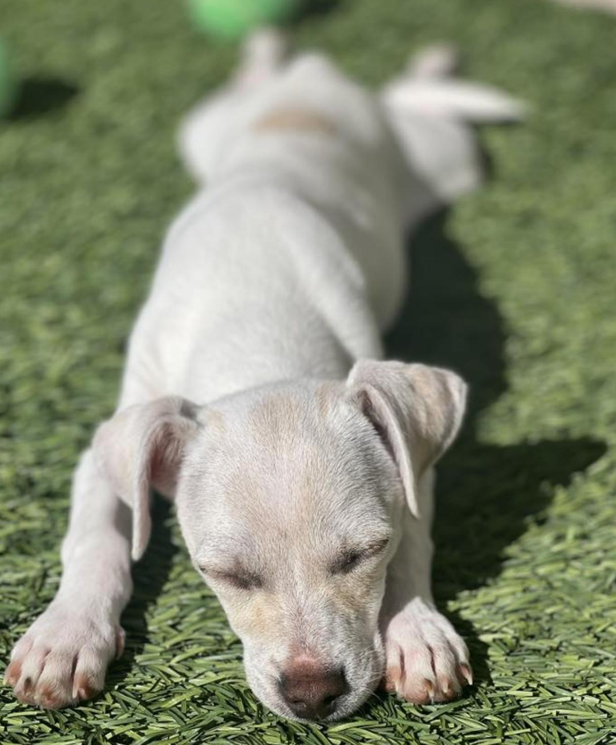 Enlarge Private, a Adoptable mixed breed in Phoenix, AZ image 6/6