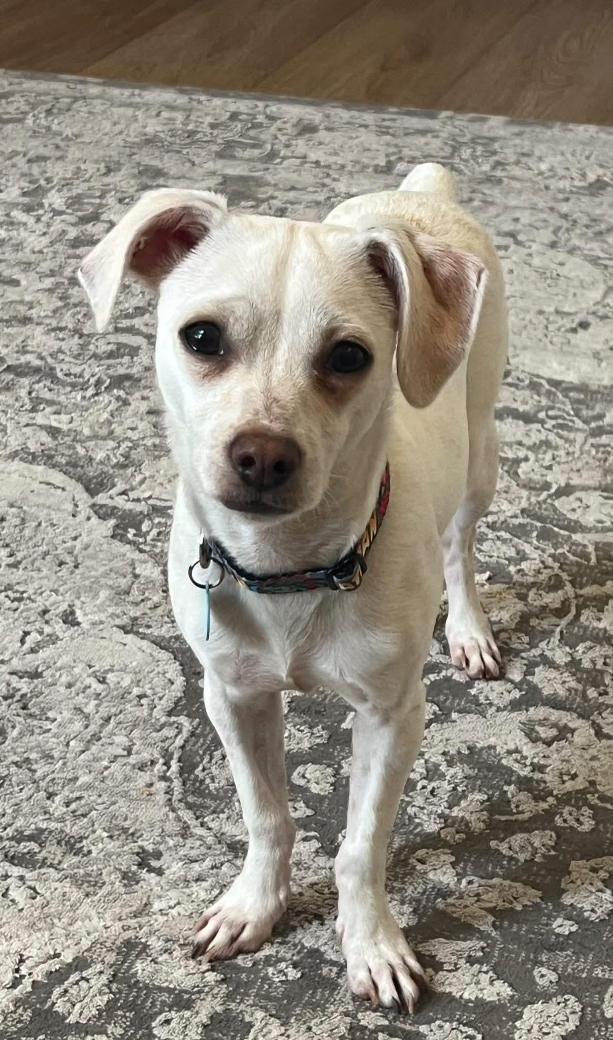 Enlarge Private, a Adoptable mixed breed in Phoenix, AZ image 2/6