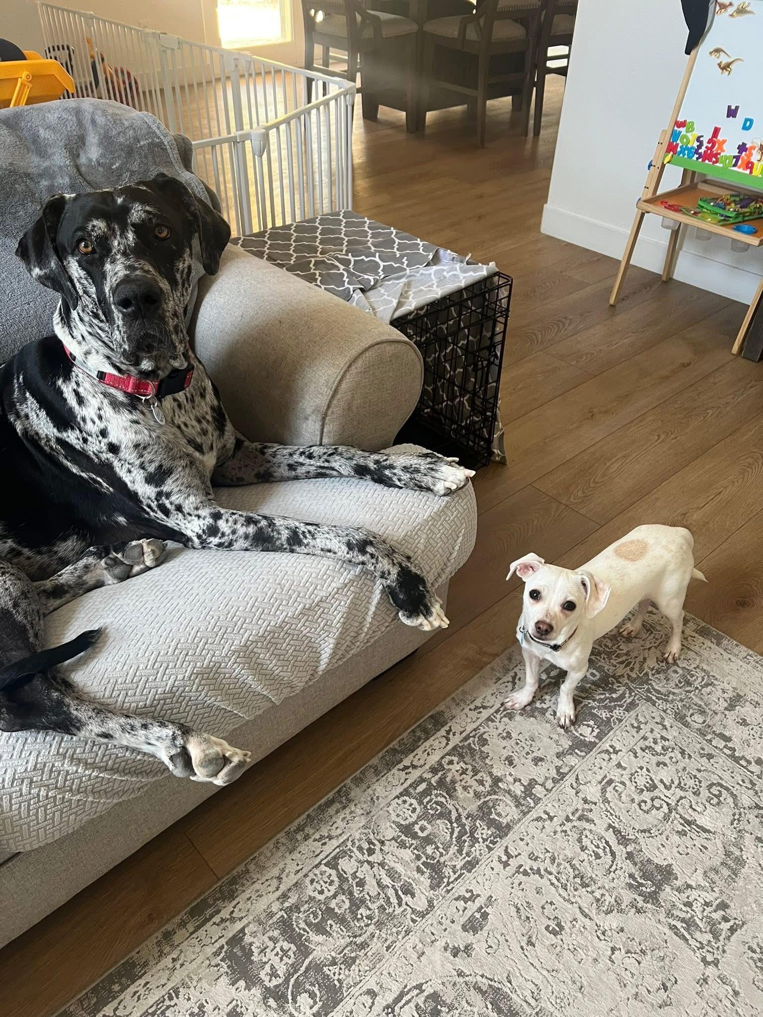 Enlarge Private, a Adoptable mixed breed in Phoenix, AZ image 3/6