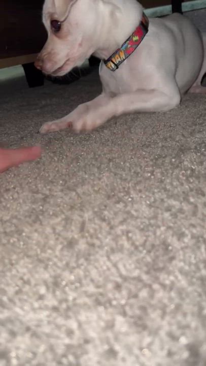 Enlarge Private, a Adoptable mixed breed in Phoenix, AZ video 5/6