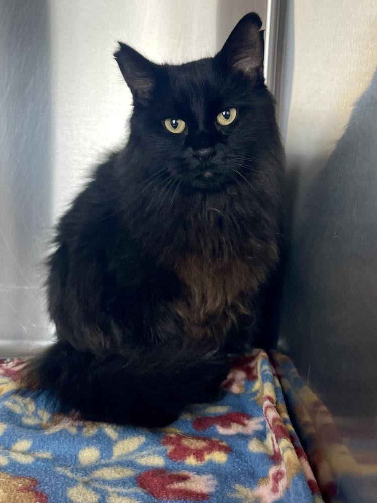 Bliss, Adoptable, Adult Female Domestic Long Hair.