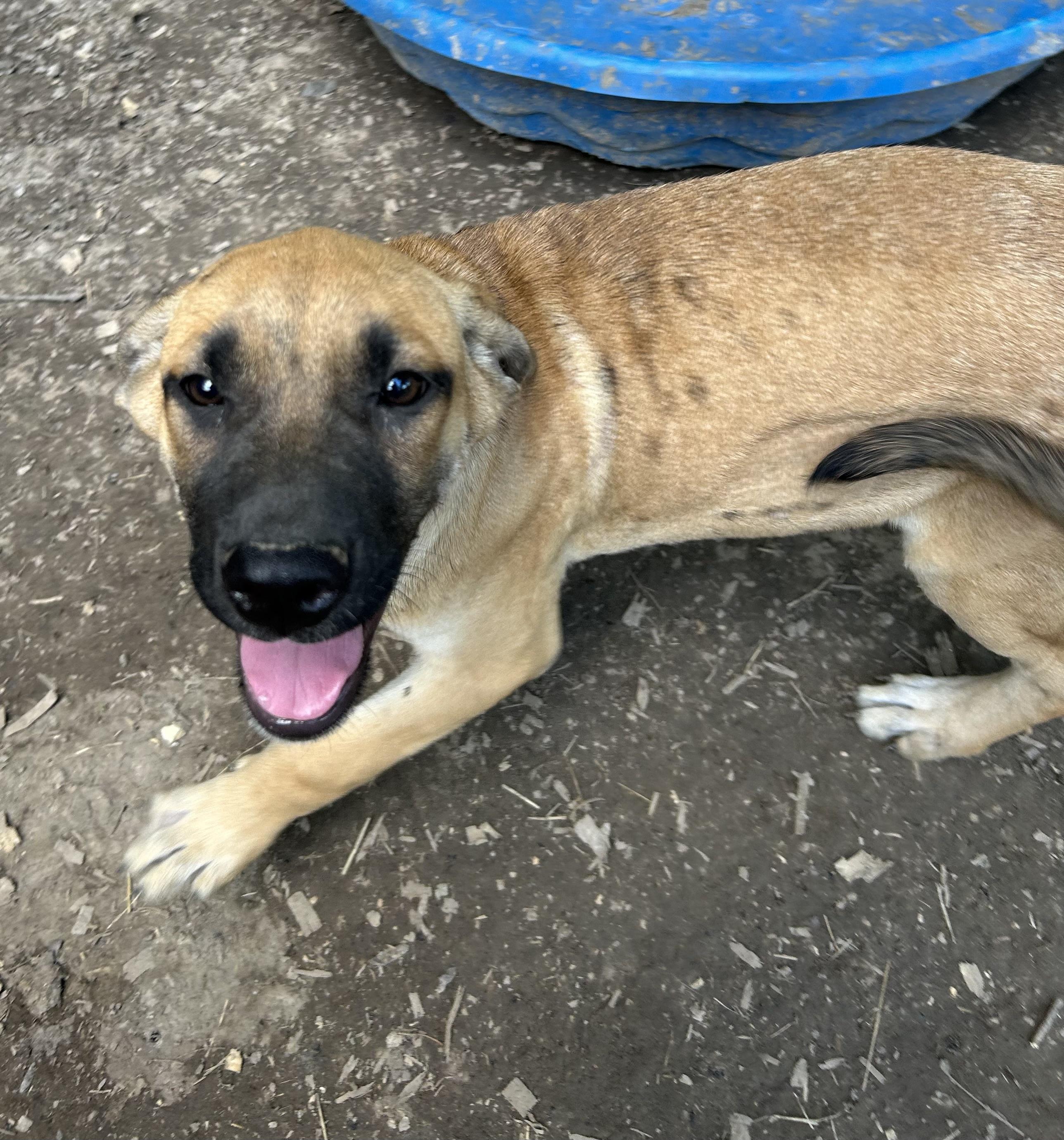 Enlarge Wilbur, a Adoptable mixed breed in Pine Bluff, AR image 3/3