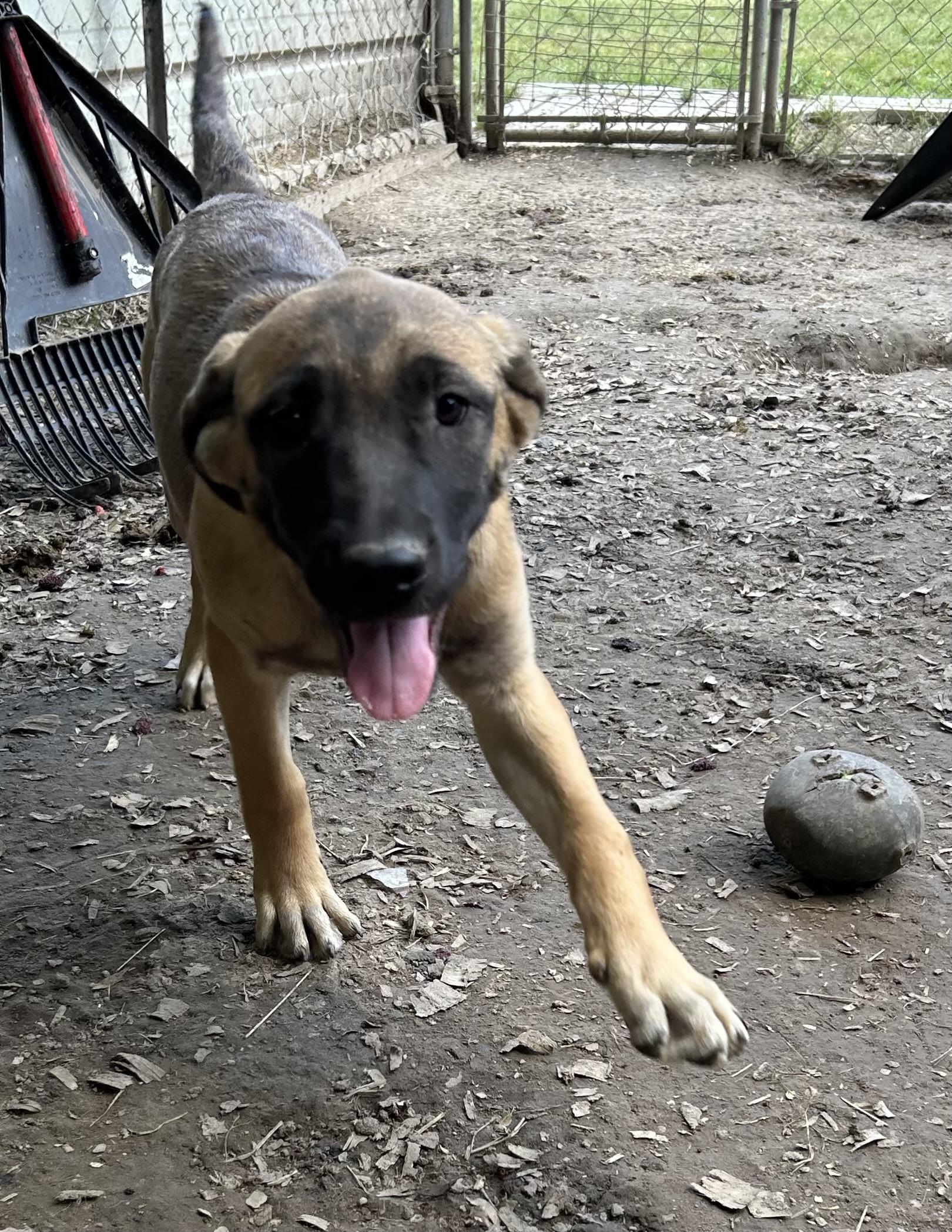Enlarge Wilbur, a Adoptable mixed breed in Pine Bluff, AR image 2/3