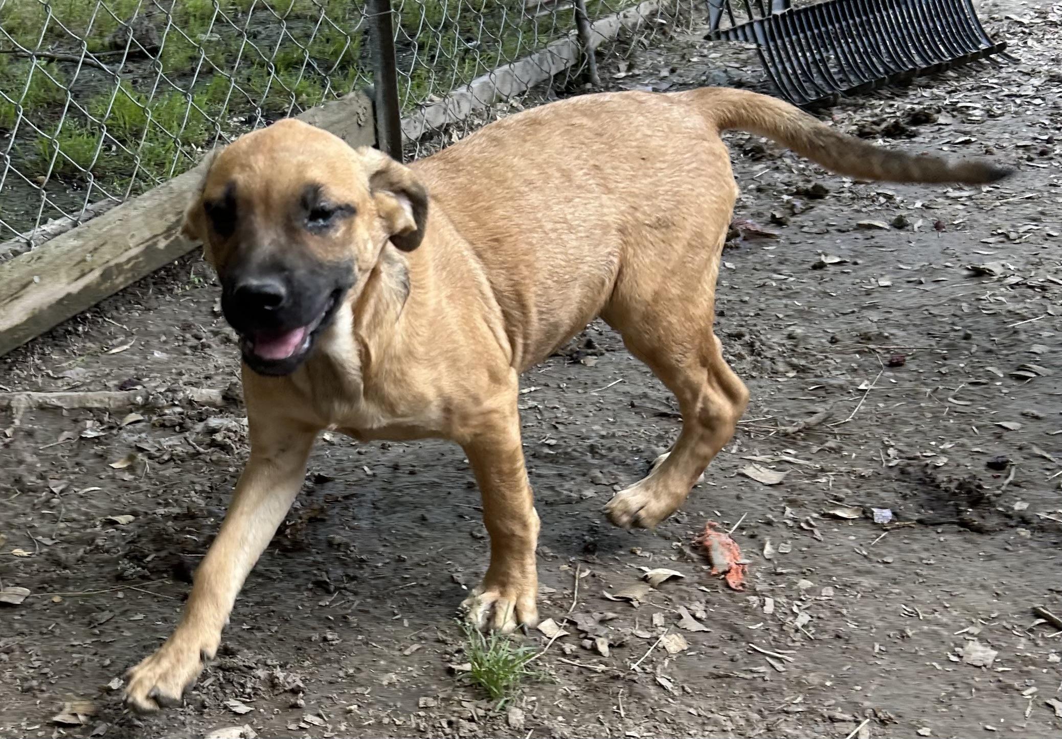Wilbur, Adoptable, Young Male German Shepherd Dog.