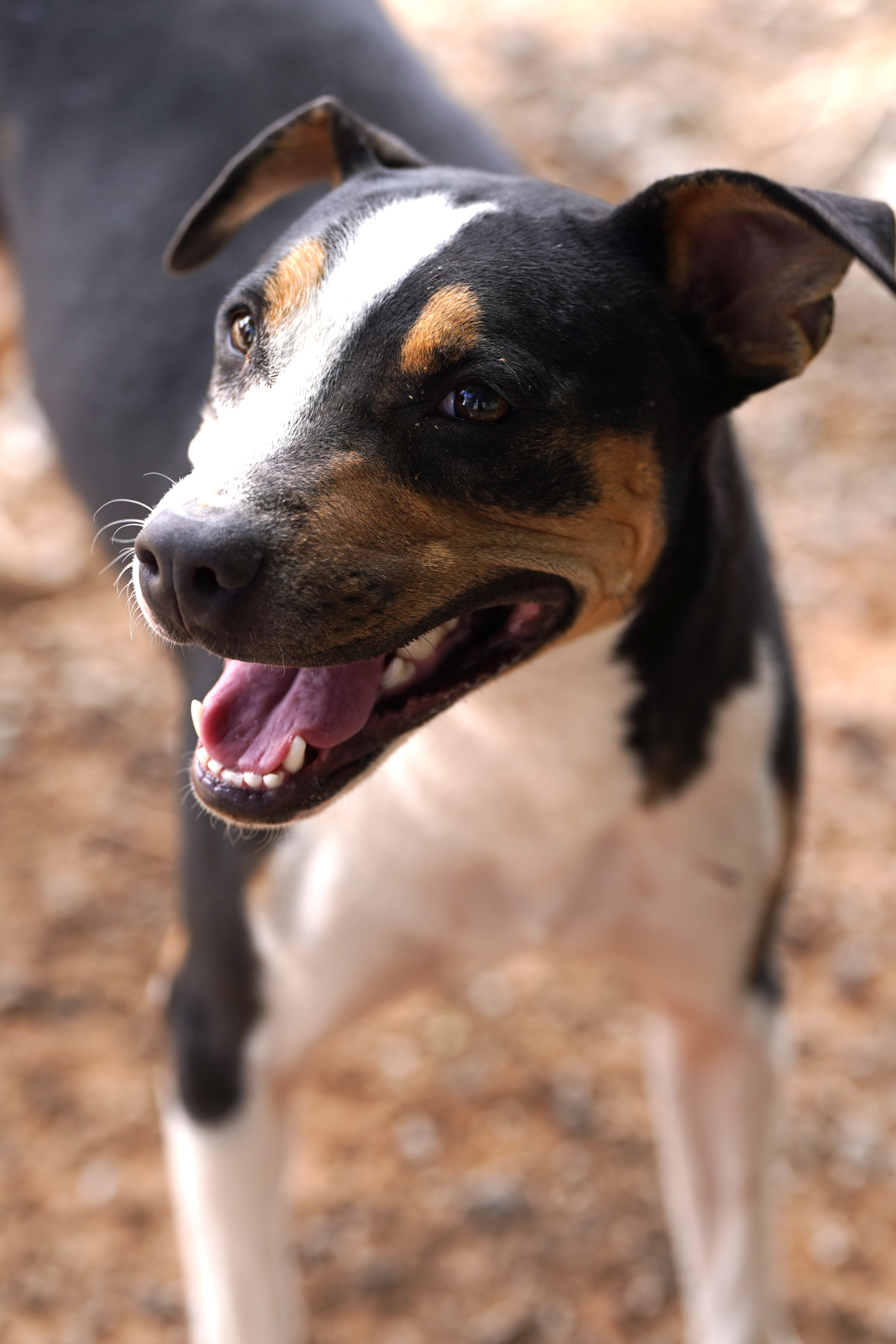 Enlarge Diego, a Adoptable mixed breed in El Paso, TX image 1/2