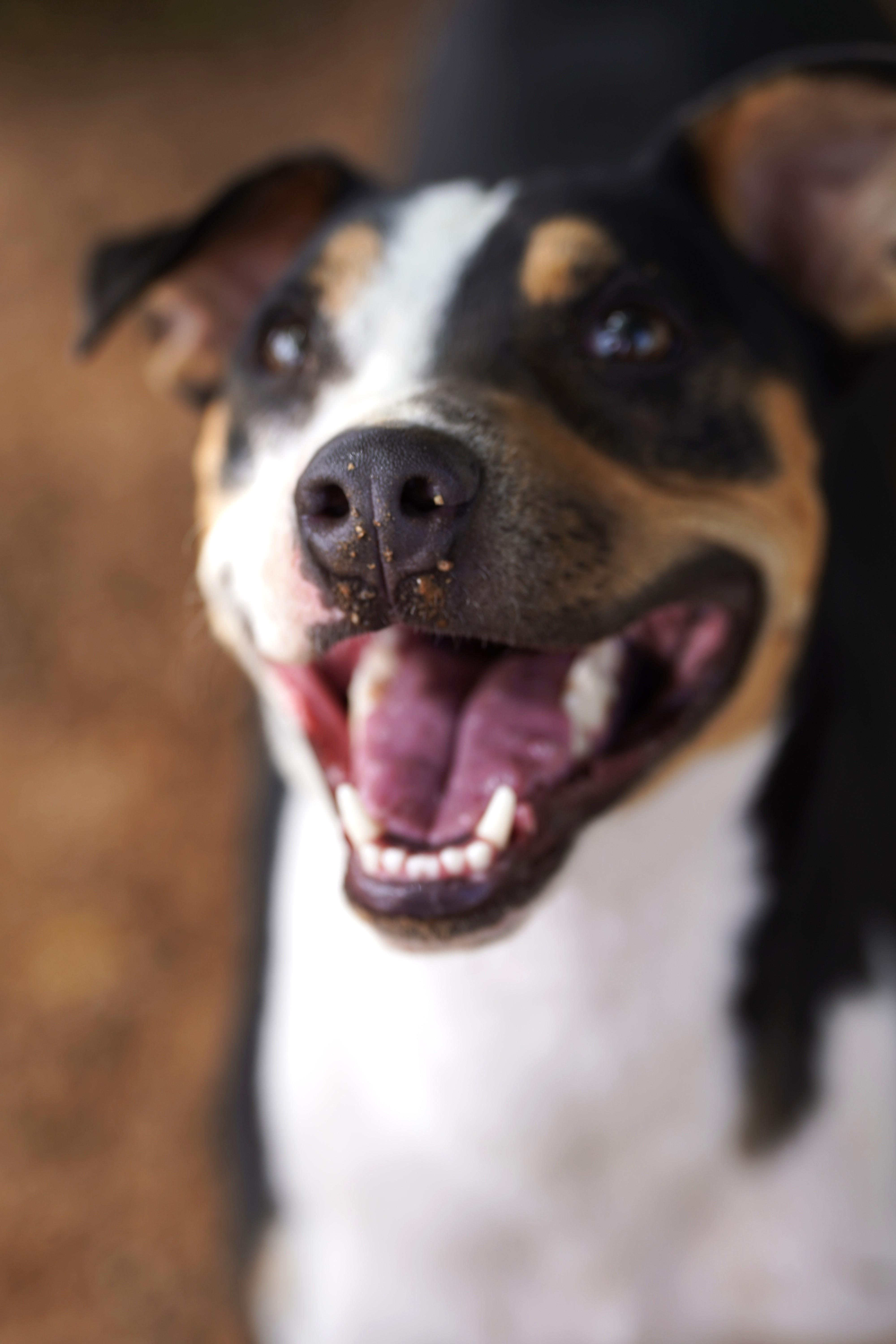 Enlarge Diego, a Adoptable mixed breed in El Paso, TX image 2/2
