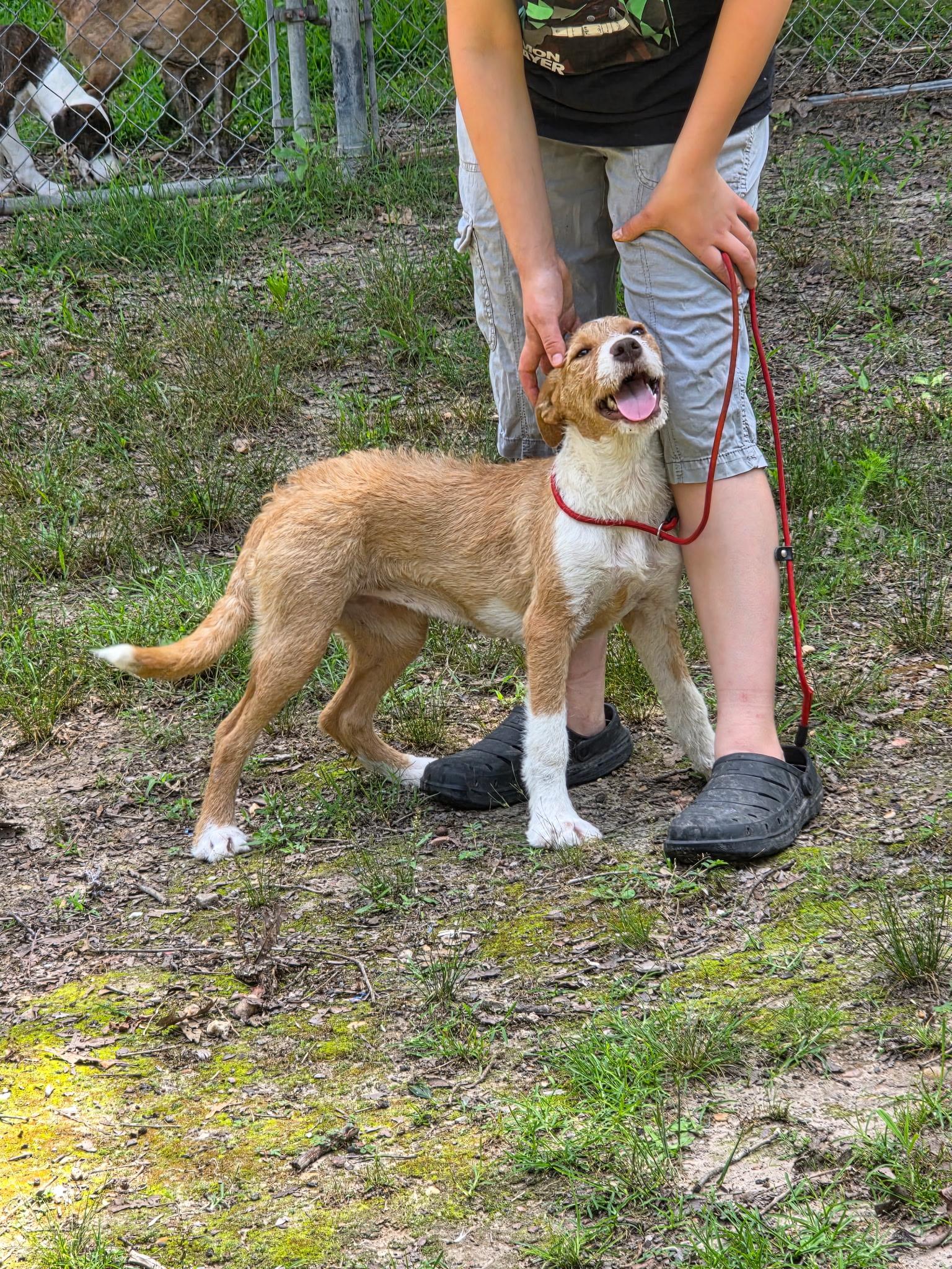 Enlarge April, an adopted mixed breed in bauxite, AR image 4/5