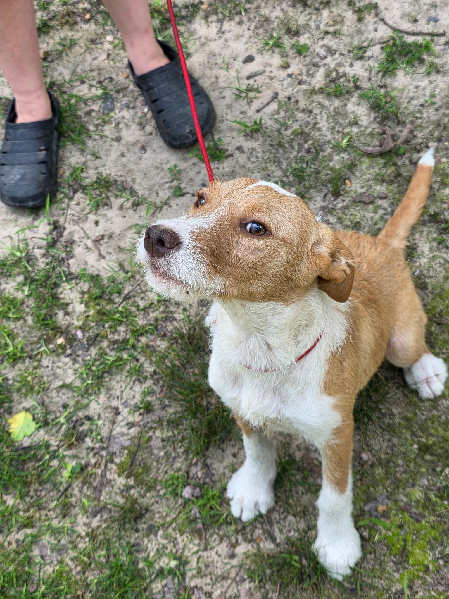 Enlarge April, an adopted mixed breed in bauxite, AR image 3/5