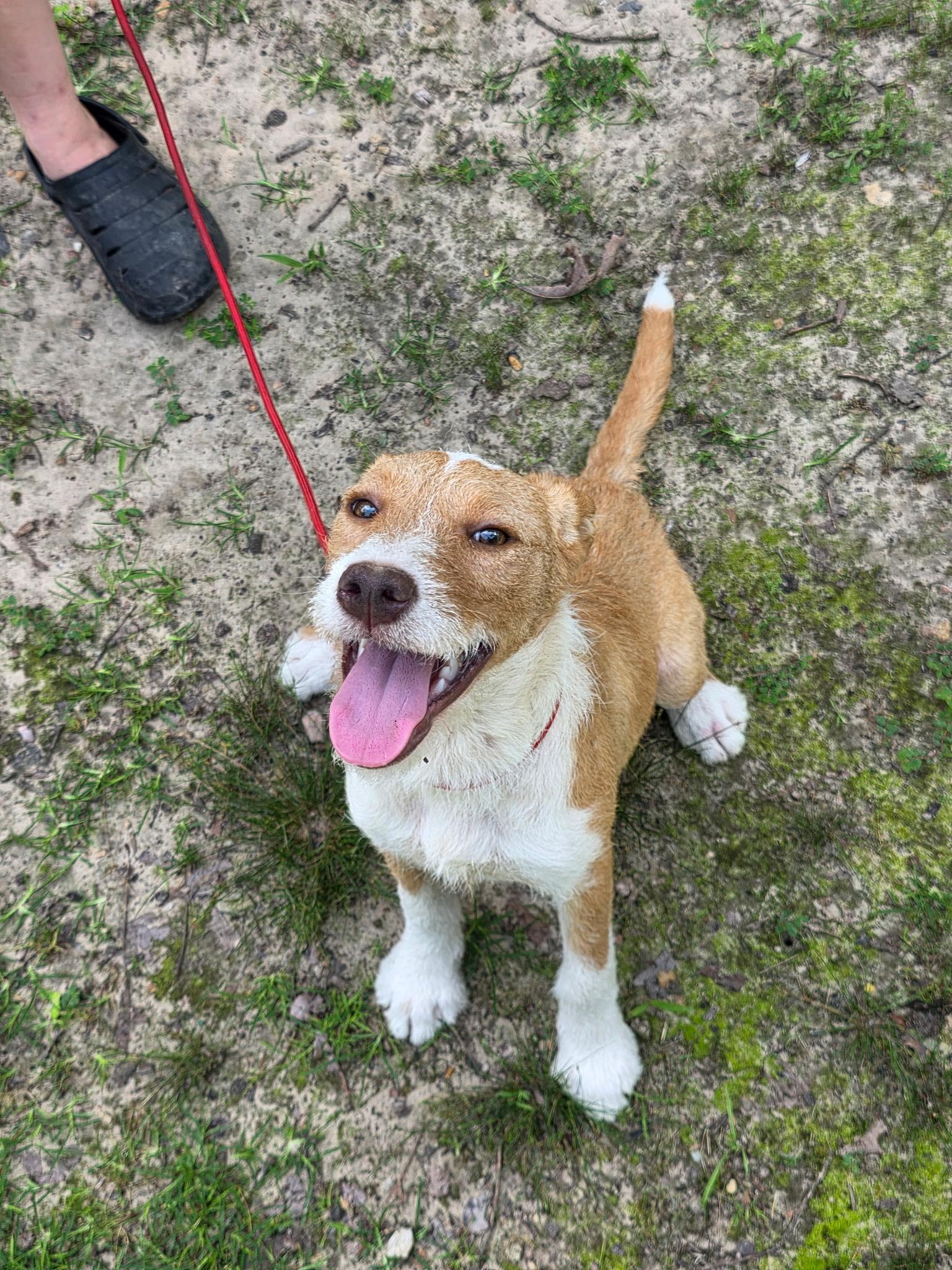 Enlarge April, an adopted mixed breed in bauxite, AR image 2/5