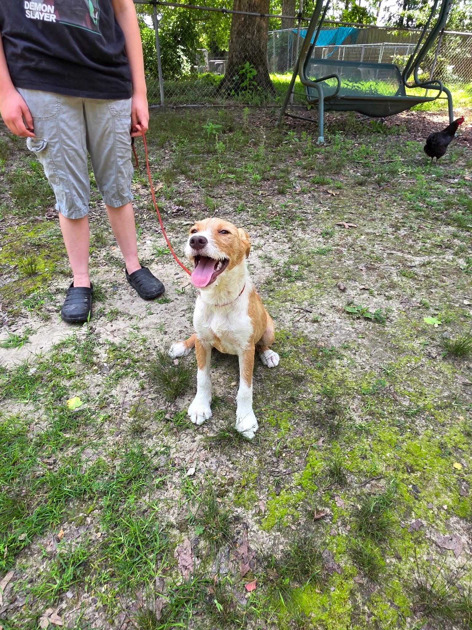 Enlarge April, an adopted mixed breed in bauxite, AR image 5/5