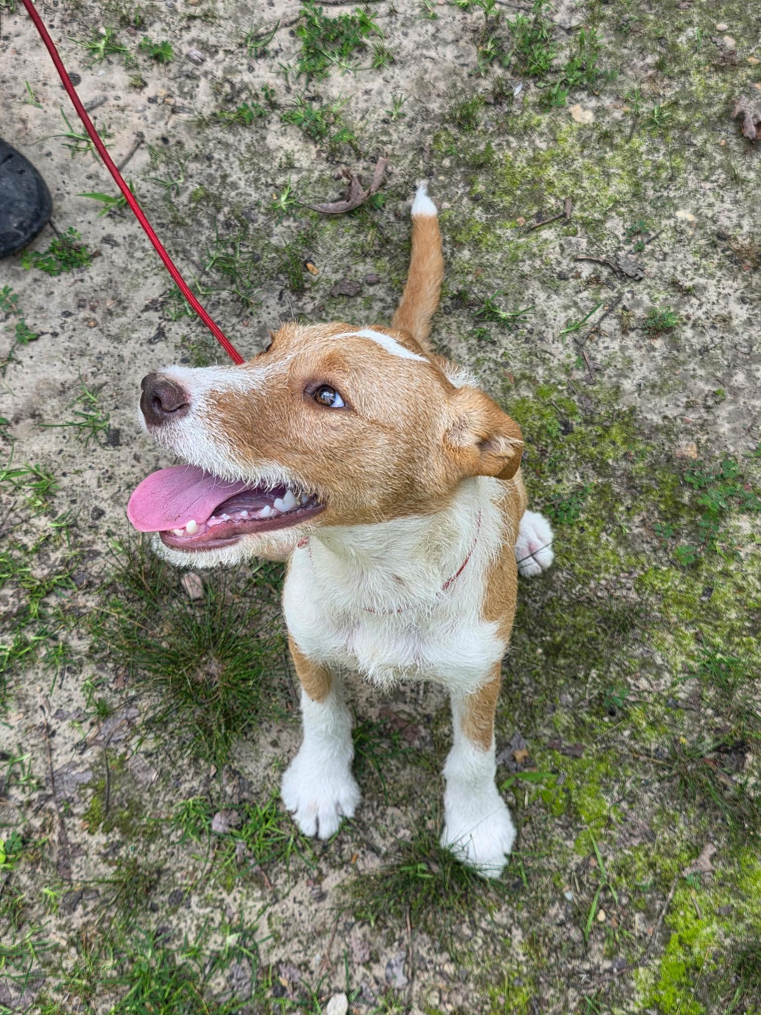 April, adopted, Young Female American Staffordshire Terrier & Beagle.