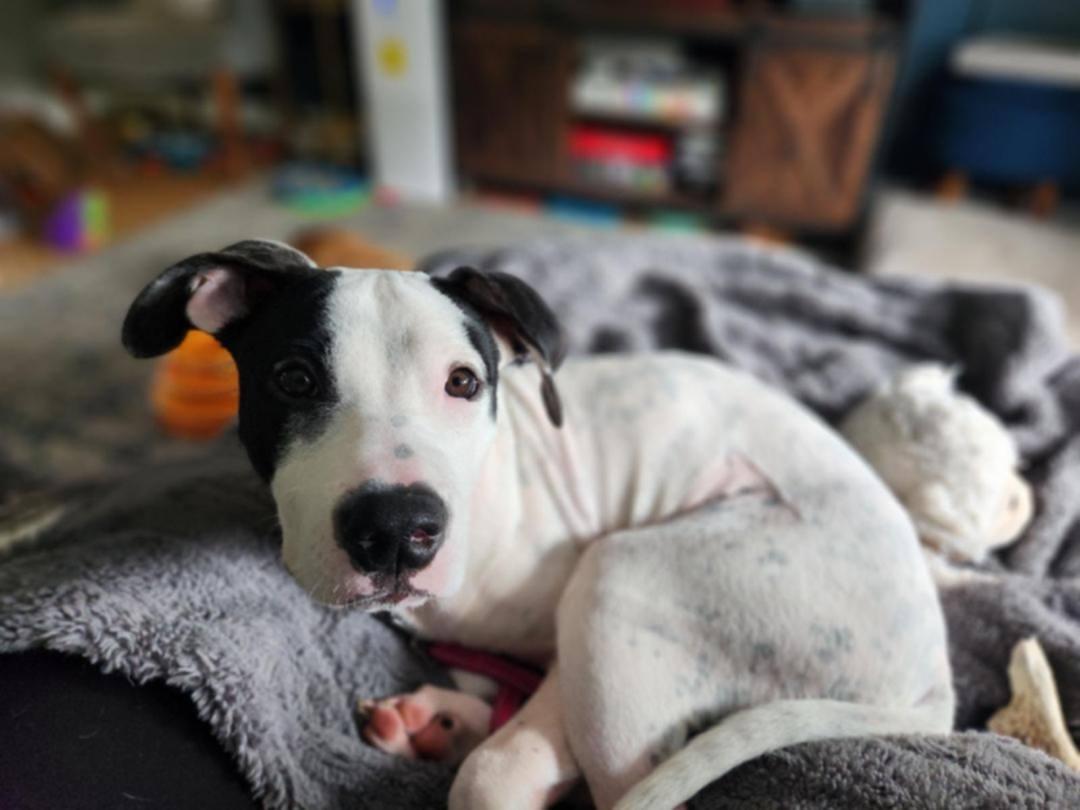 Cookie, Adopted, Young Female Pit Bull Terrier.