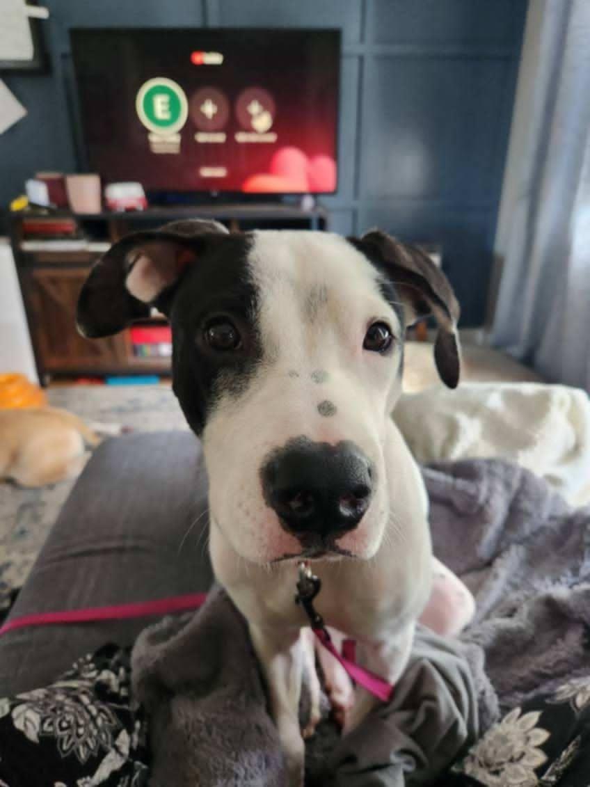 Cookie, a Adopted Pit Bull Terrier in Catasauqua, PA image 3/3