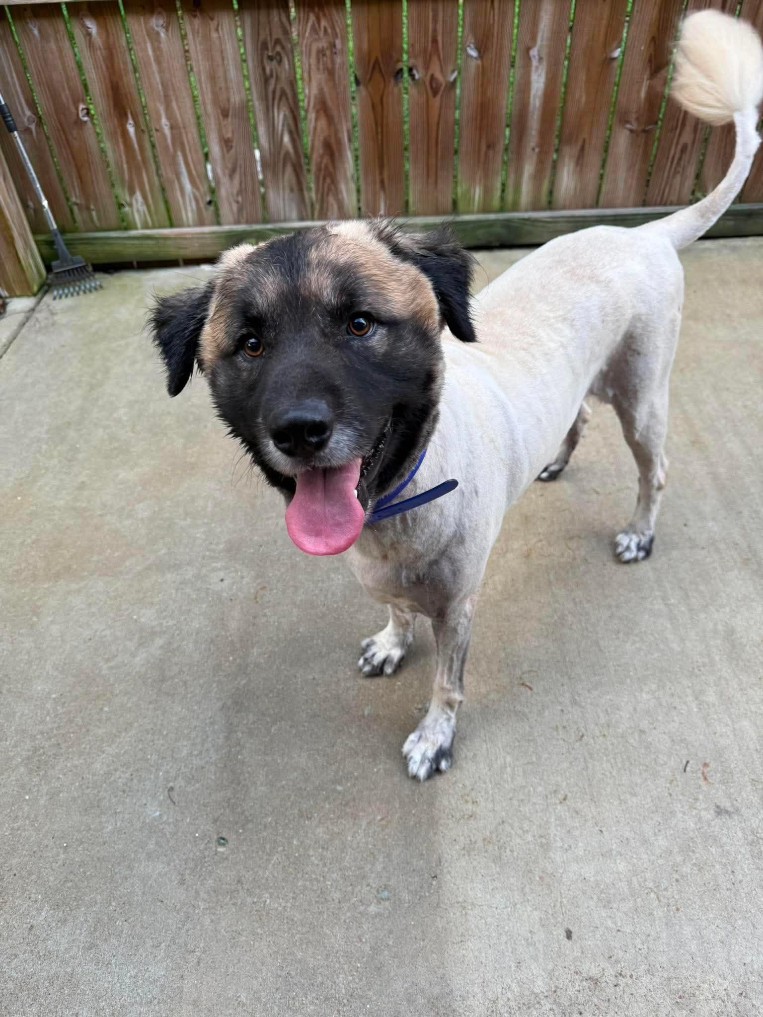 Enlarge SCOOBY, a ADOPTABLE mixed breed in Jackson, TN image 4/5