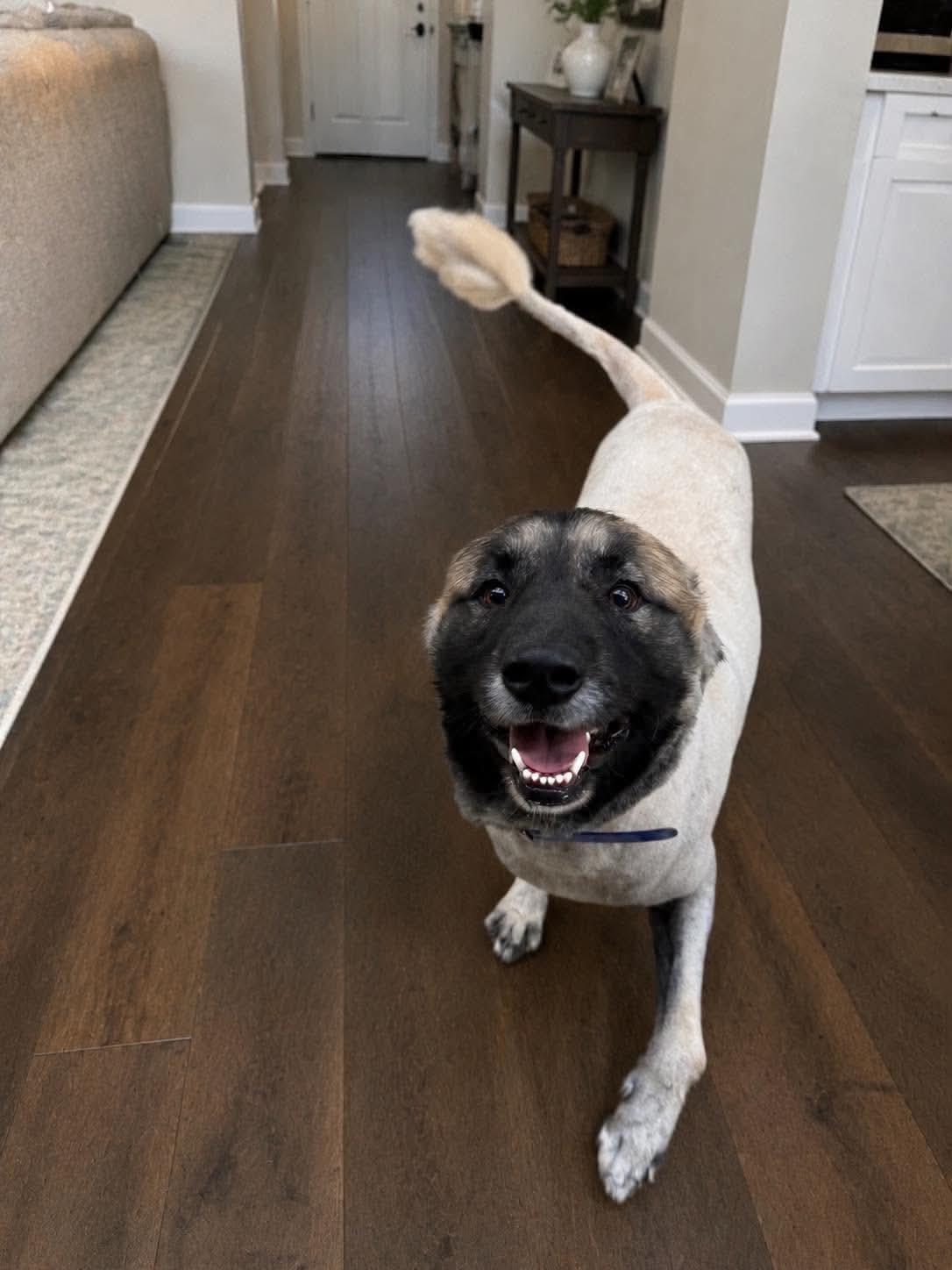 Enlarge SCOOBY, a ADOPTABLE mixed breed in Jackson, TN image 5/5
