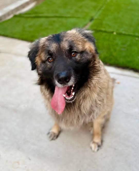 Enlarge SCOOBY, a ADOPTABLE mixed breed in Jackson, TN image 2/5